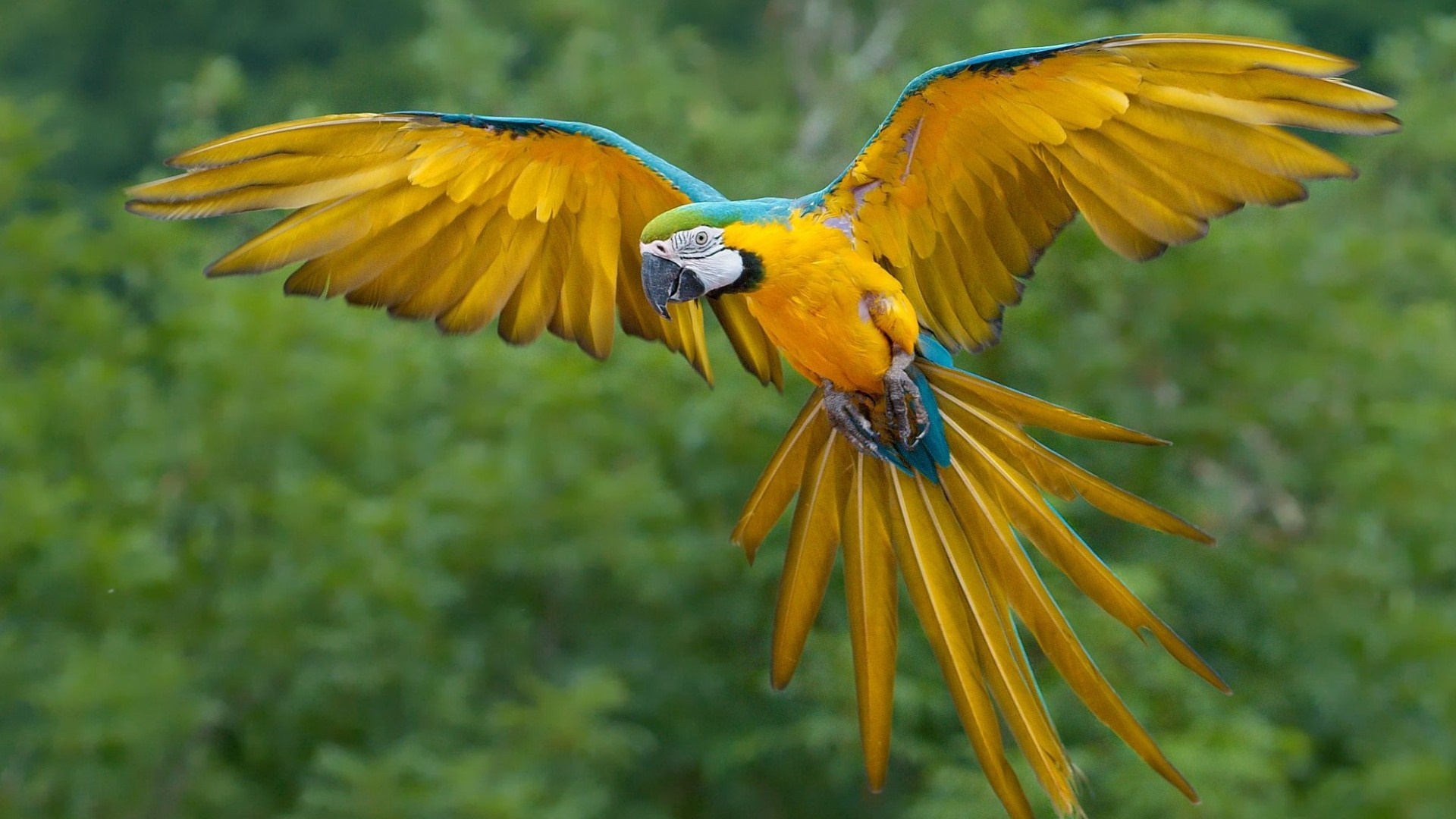 Blue-and-yellow Macaw in flight HD Wallpaper