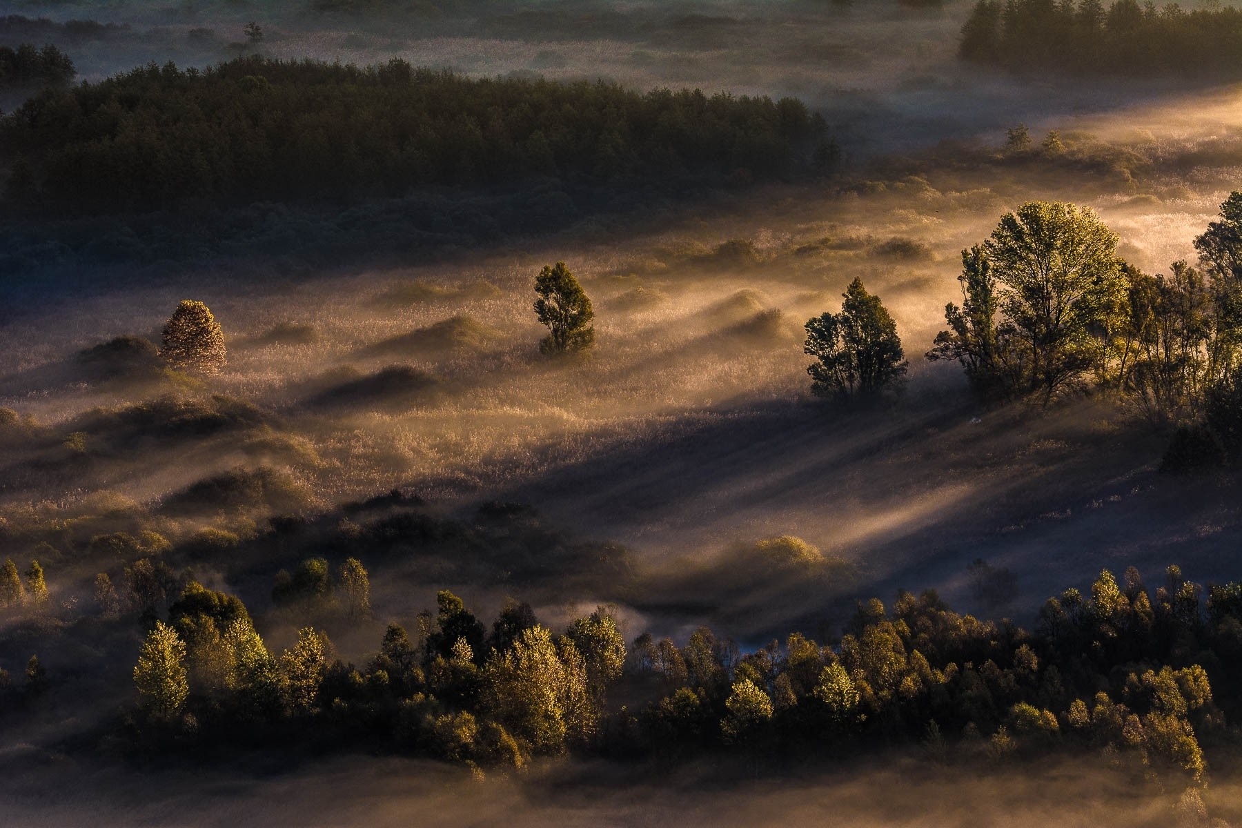 Misty forest landscape at sunrise with sunbeams HD Wallpaper