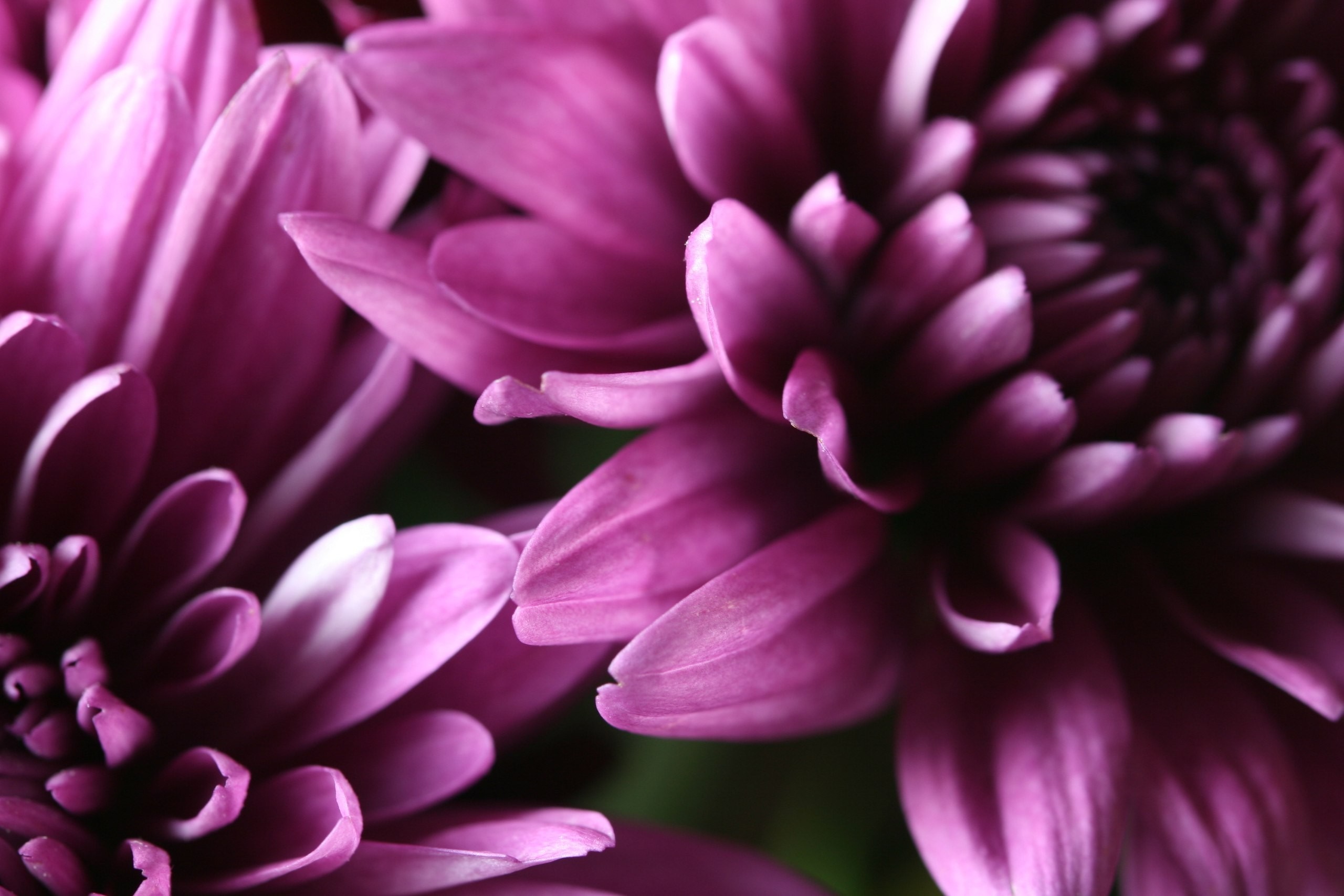 Close-up of purple chrysanthemum petals HD Wallpaper