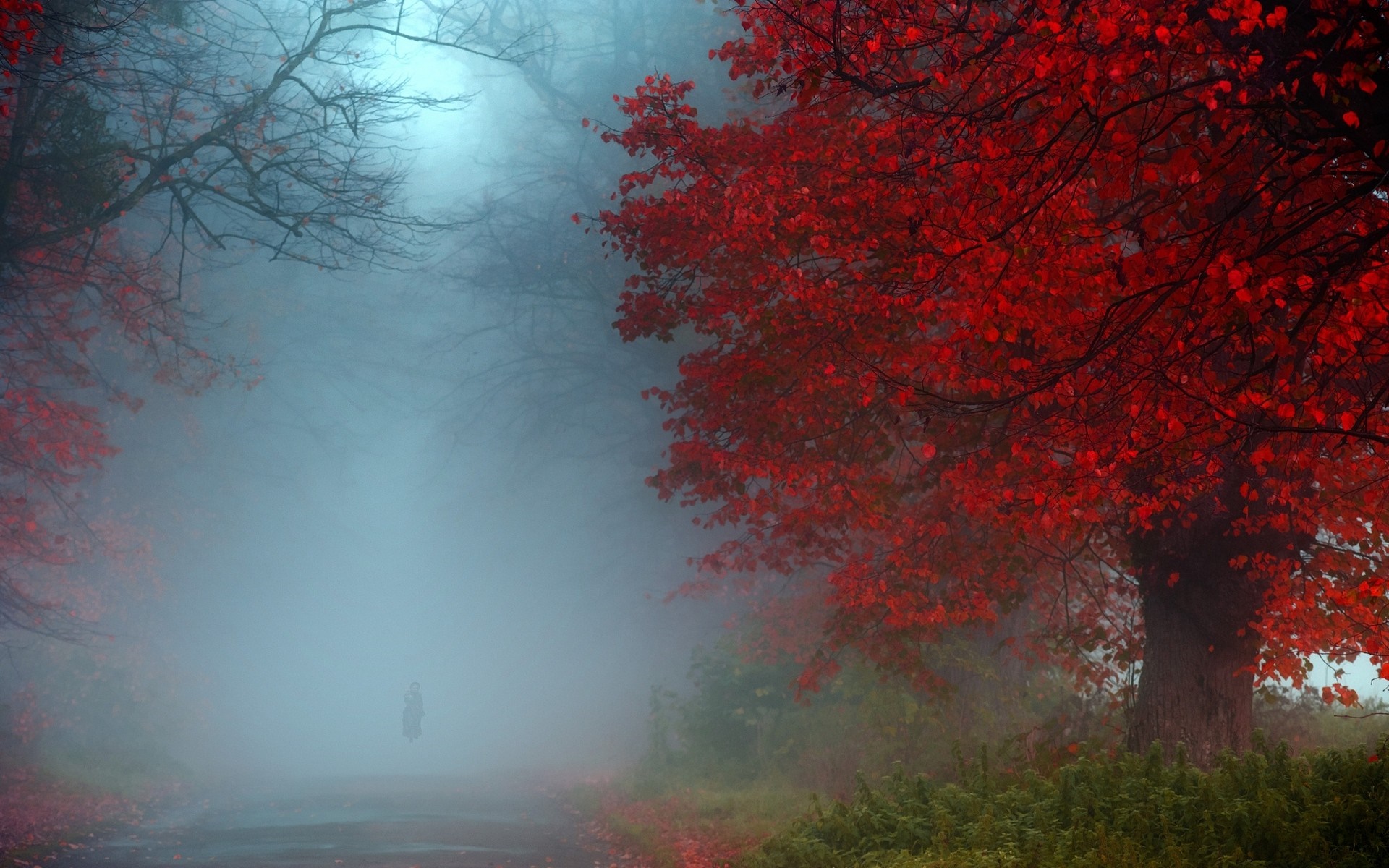 Red tree in a foggy forest during autumn HD Wallpaper