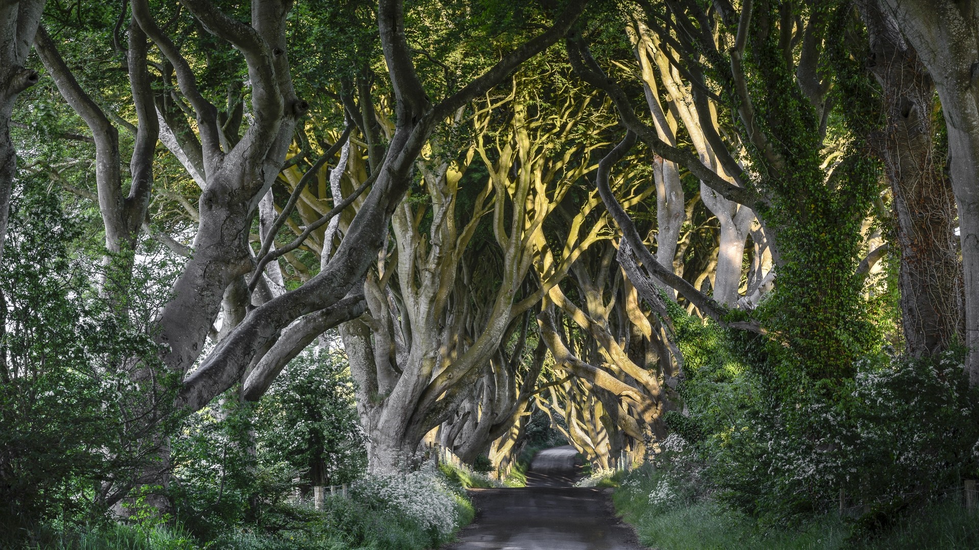 Dark Hedges road lined with ancient trees HD Wallpaper
