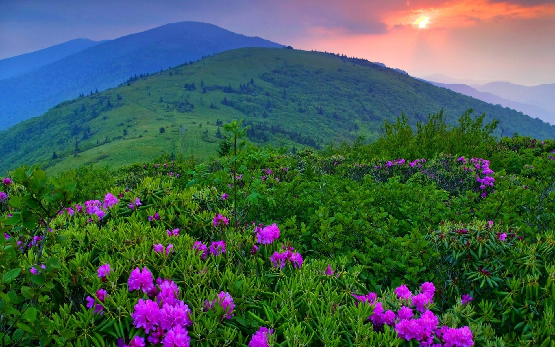 Purple flowers on a mountain slope at sunset HD Wallpaper