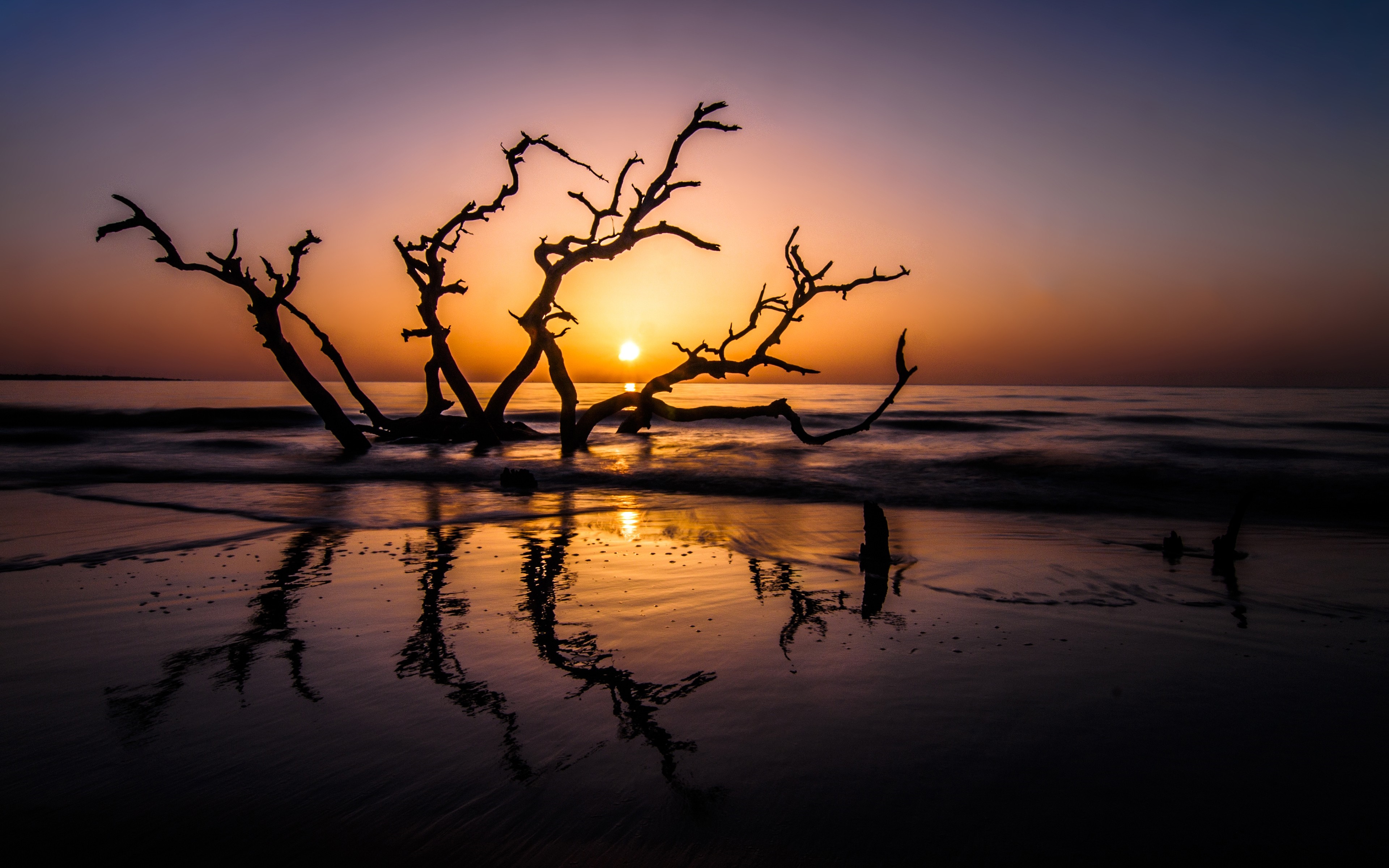 Driftwood tree silhouette at sunset on a beach HD Wallpaper