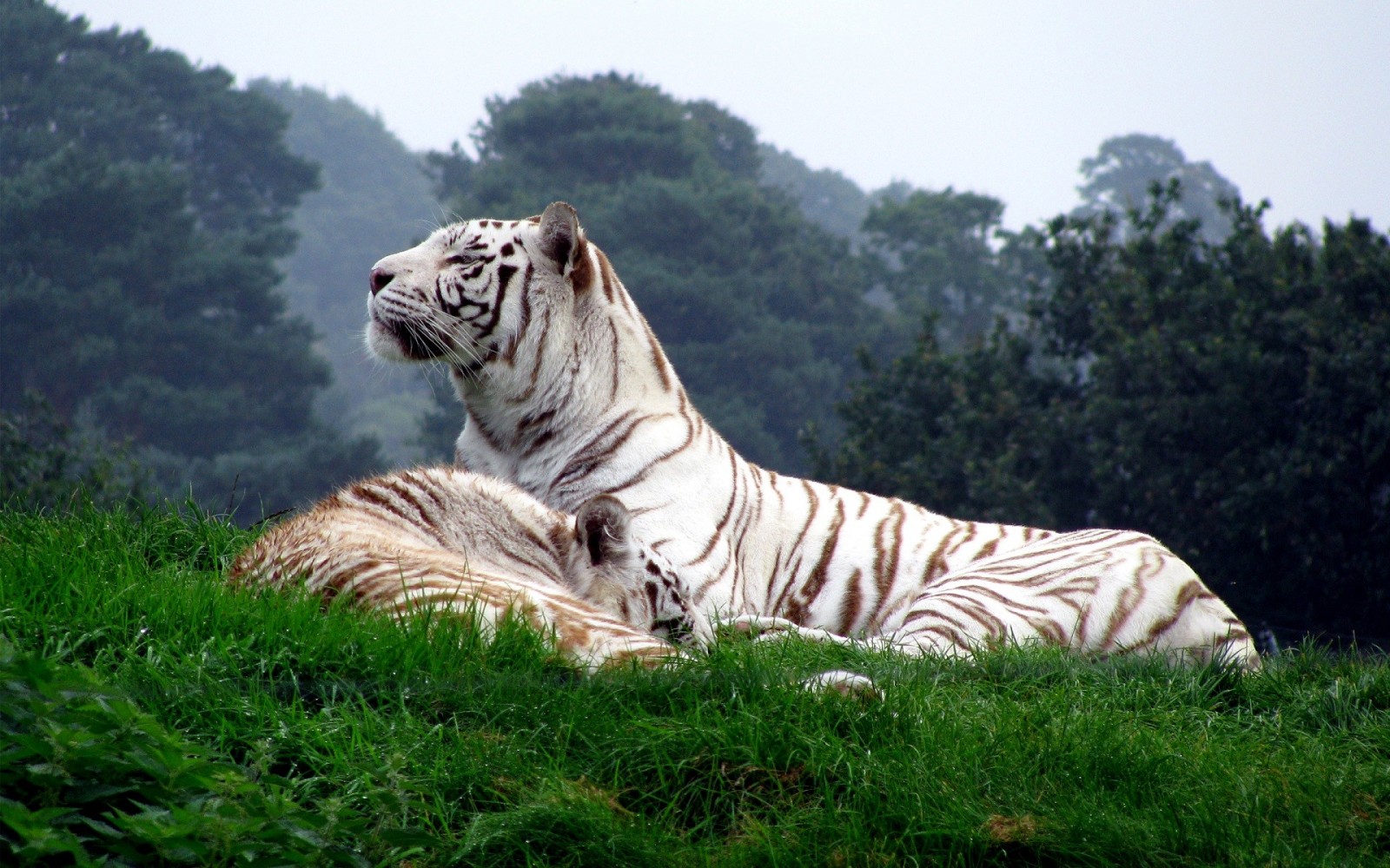 Two white tigers resting on a grassy hill HD Wallpaper