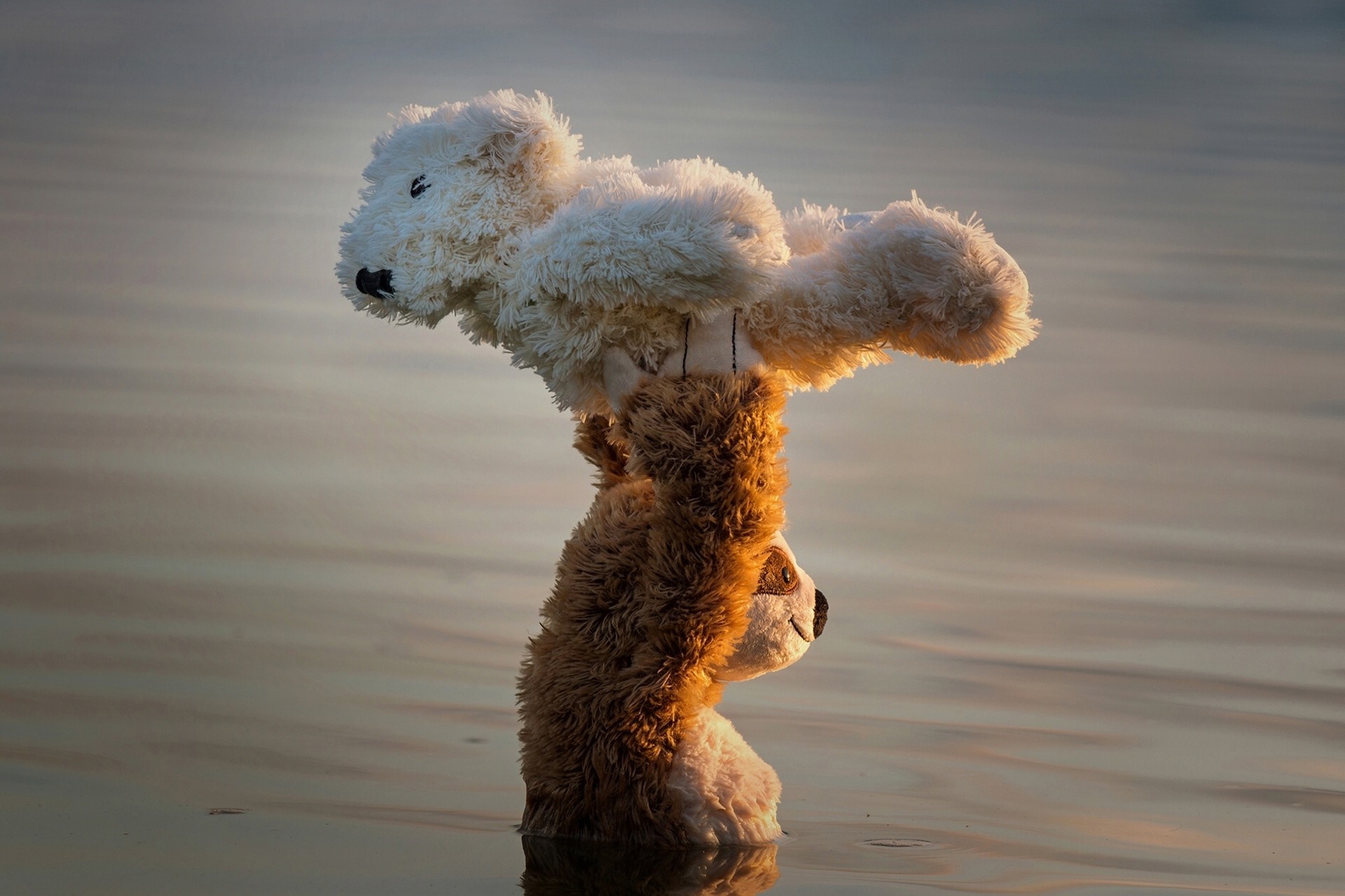 Teddy bears balancing in water HD Wallpaper