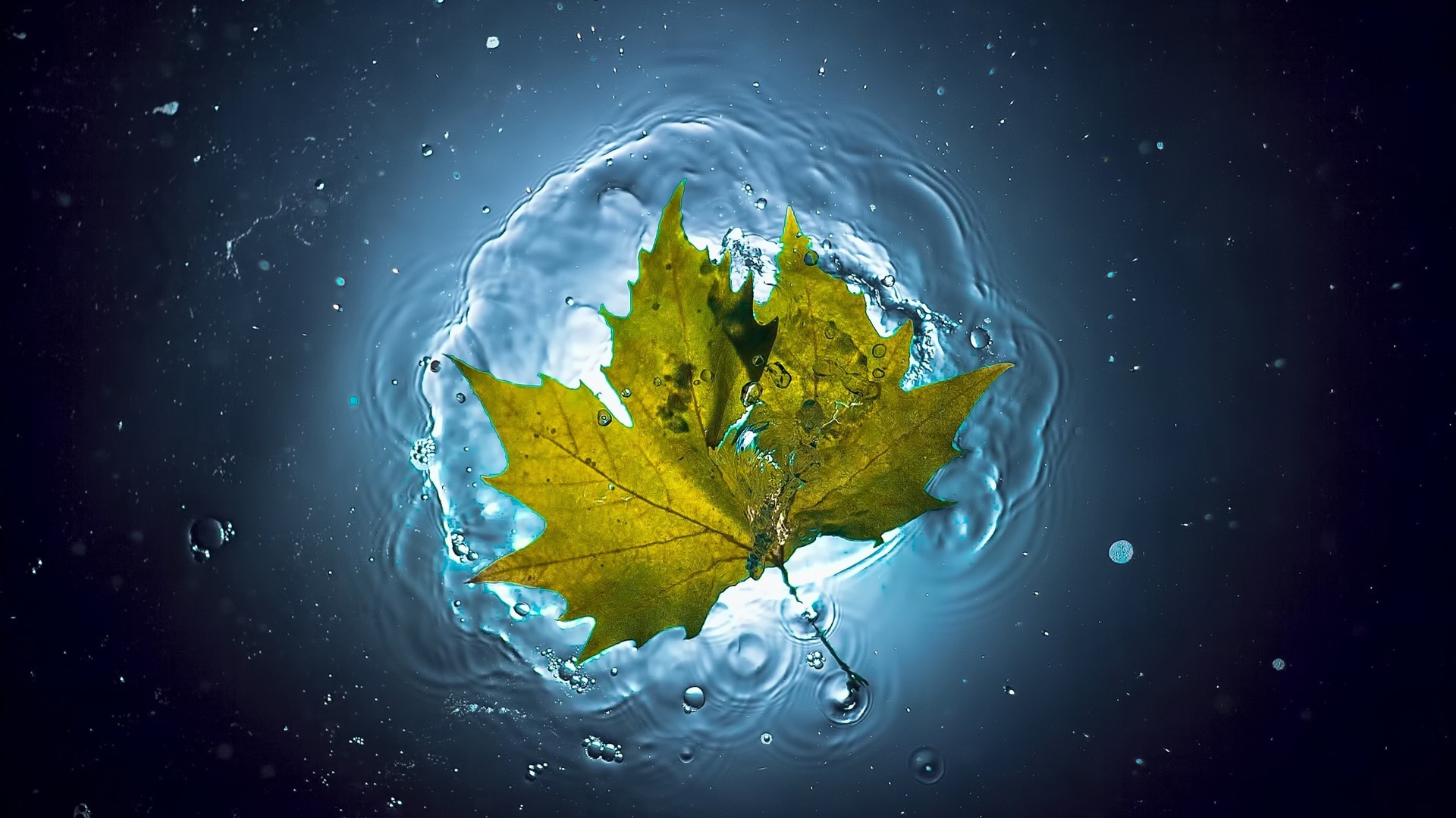 Yellow maple leaf submerged in water with bubbles HD Wallpaper