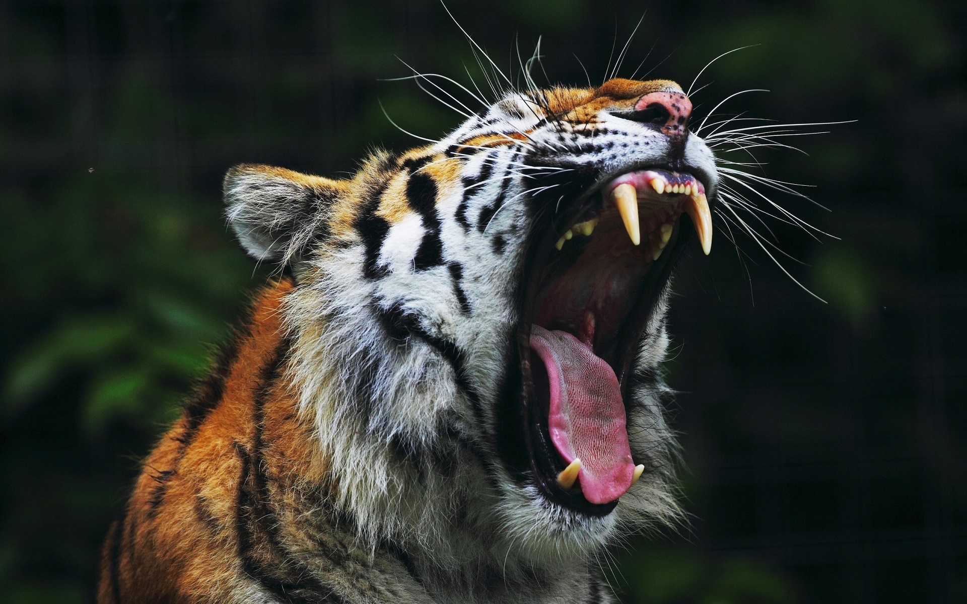 Tiger yawning with mouth wide open and sharp teeth HD Wallpaper