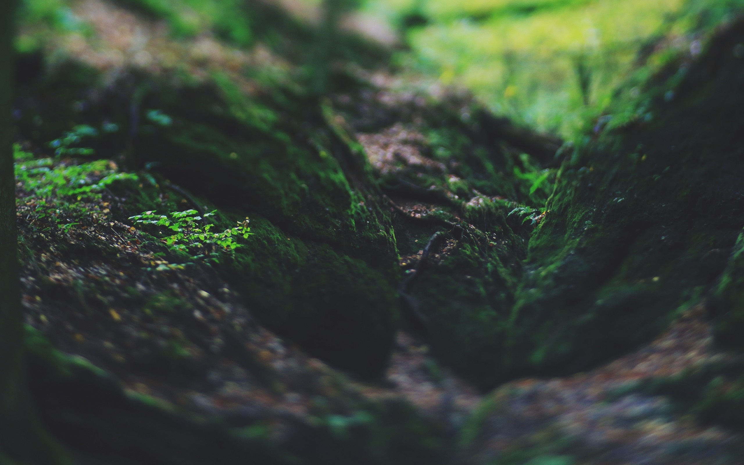 Mossy forest floor with green plants HD Wallpaper