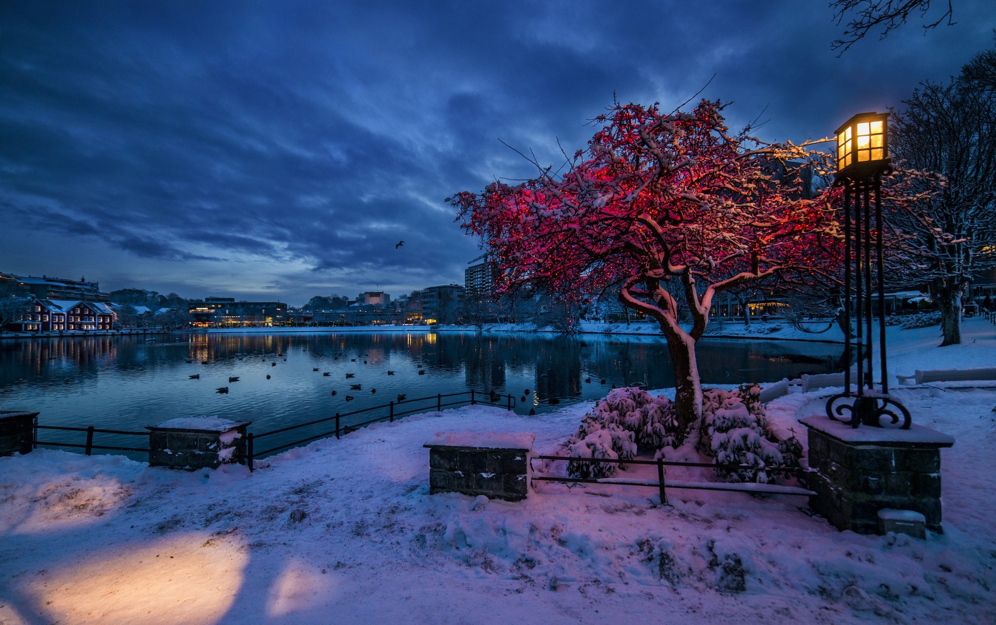 Winter evening by a lake with illuminated tree and lamppost HD Wallpaper