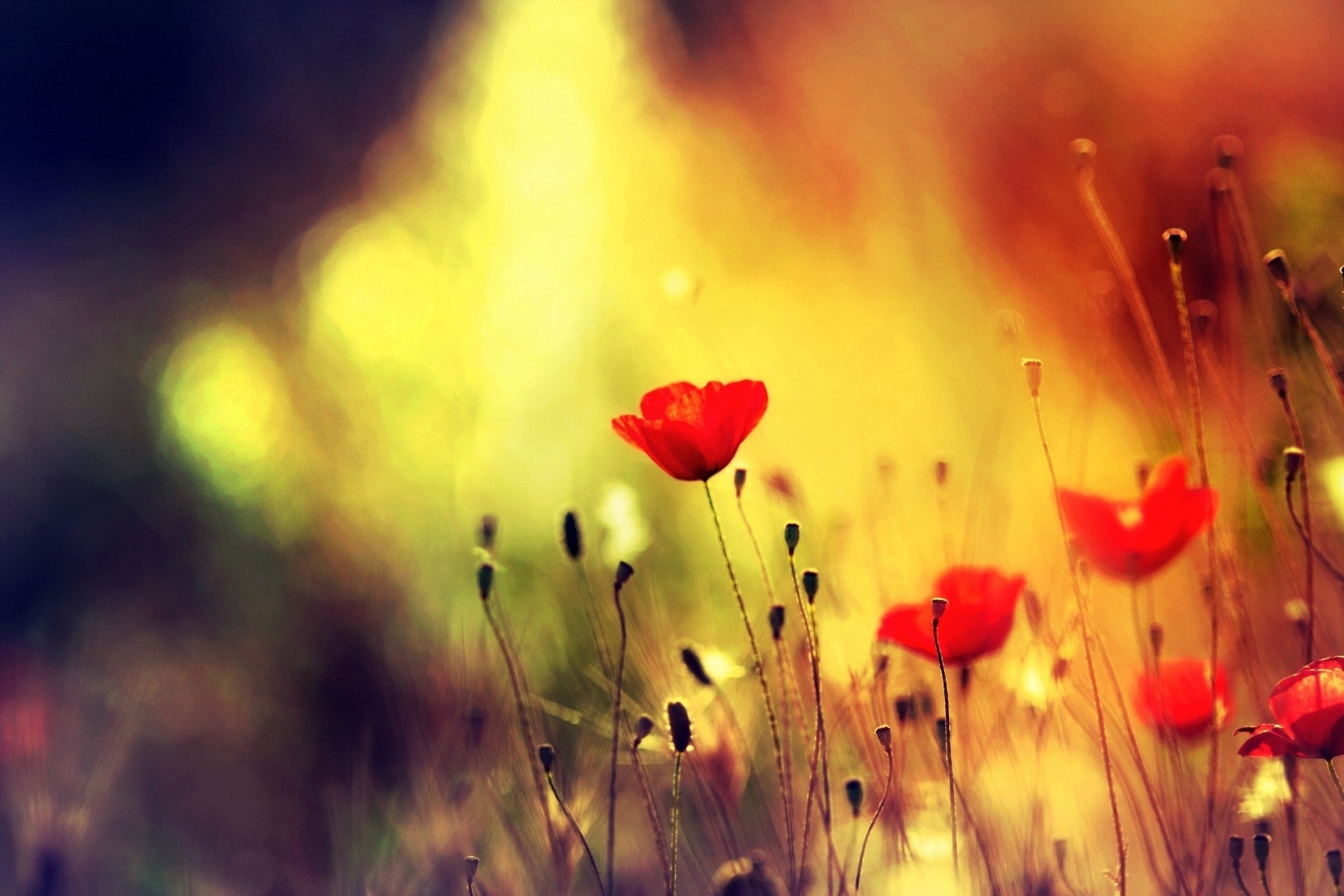 Red poppies in sunlight with blurred background HD Wallpaper