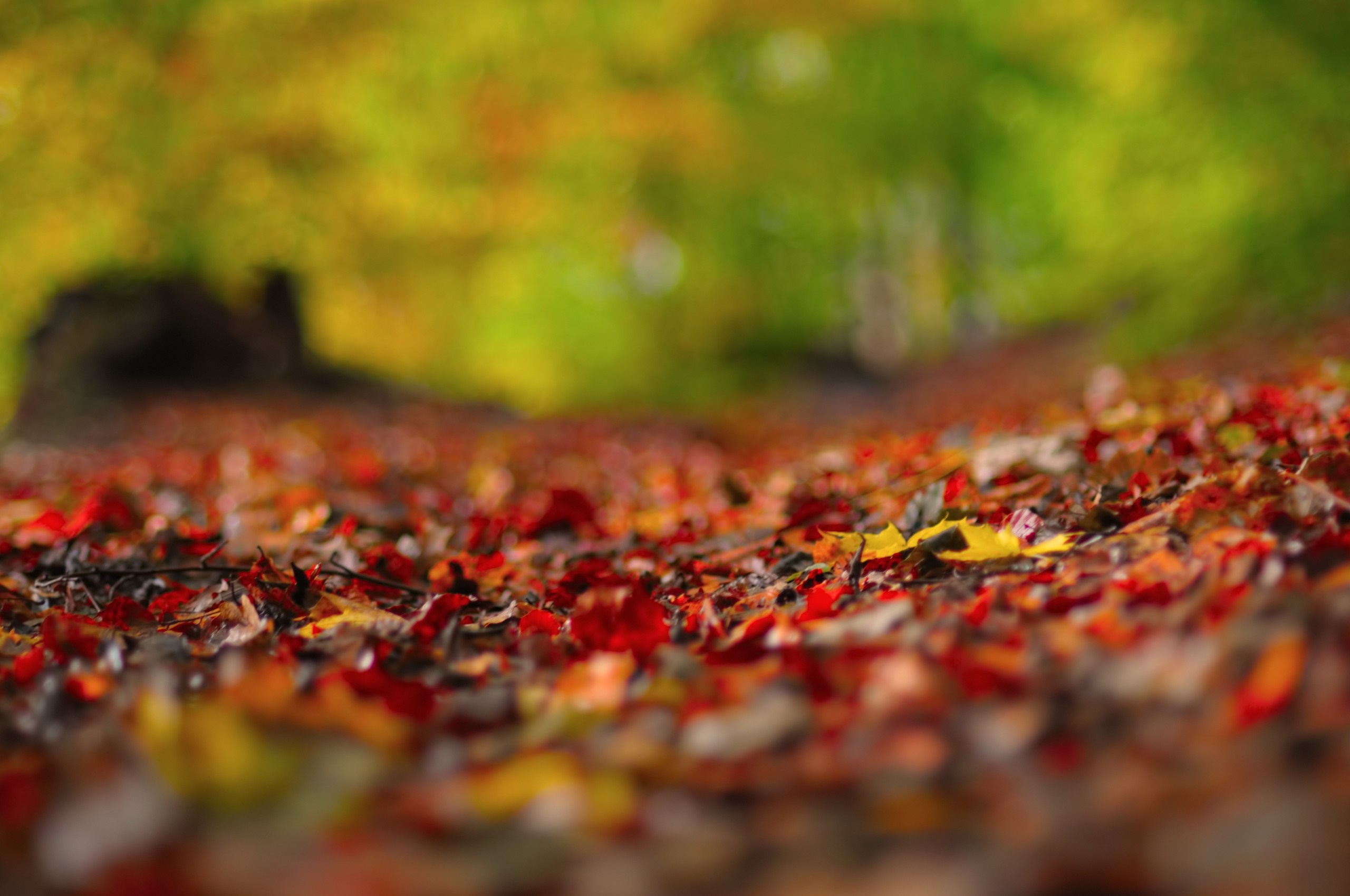 Autumn leaves on the ground in sunlight HD Wallpaper
