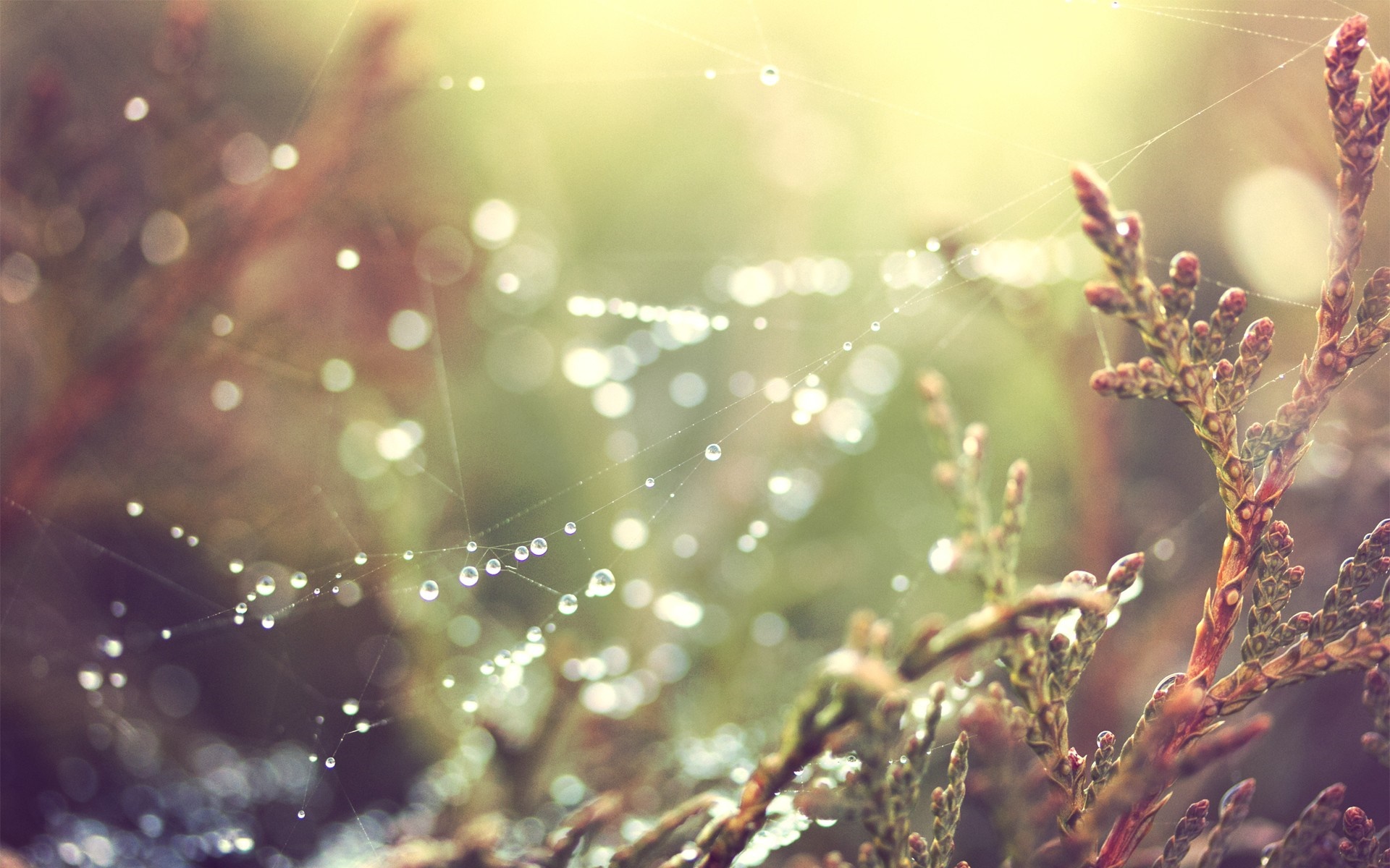 Spider web with dew drops and sunlight on a branch HD Wallpaper