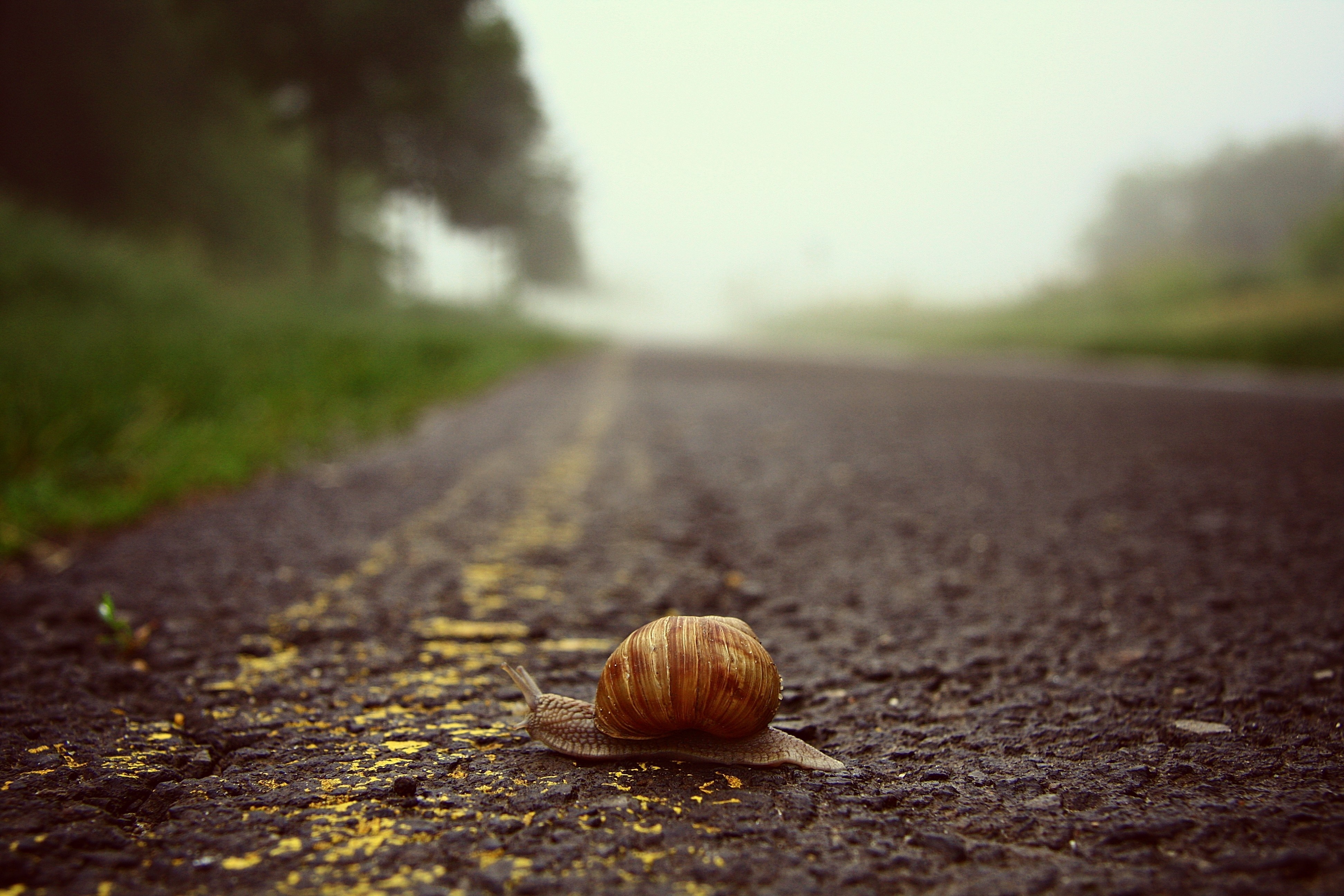 Snail on a foggy road with yellow line HD Wallpaper