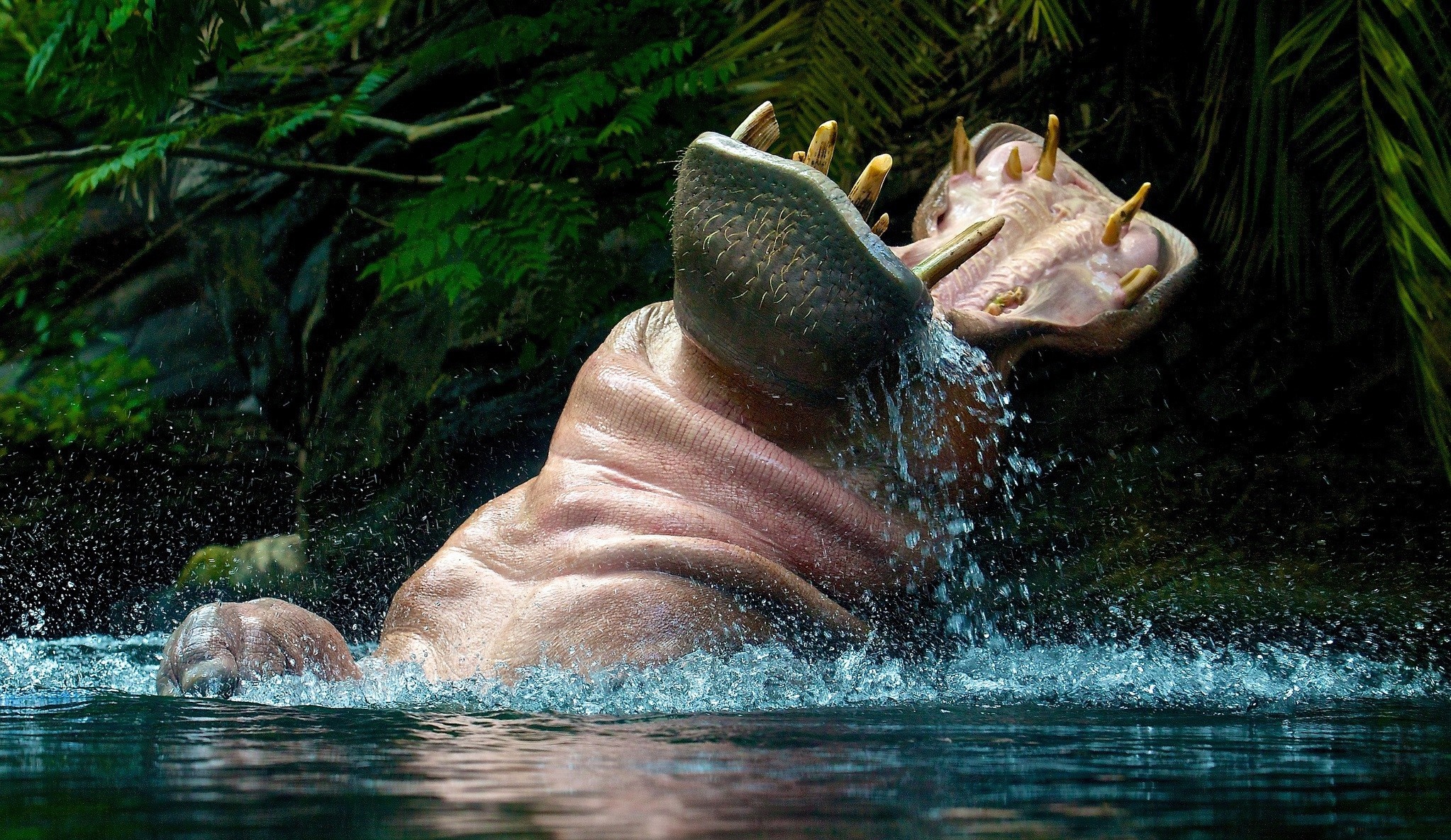 Hippopotamus opening its mouth in water HD Wallpaper