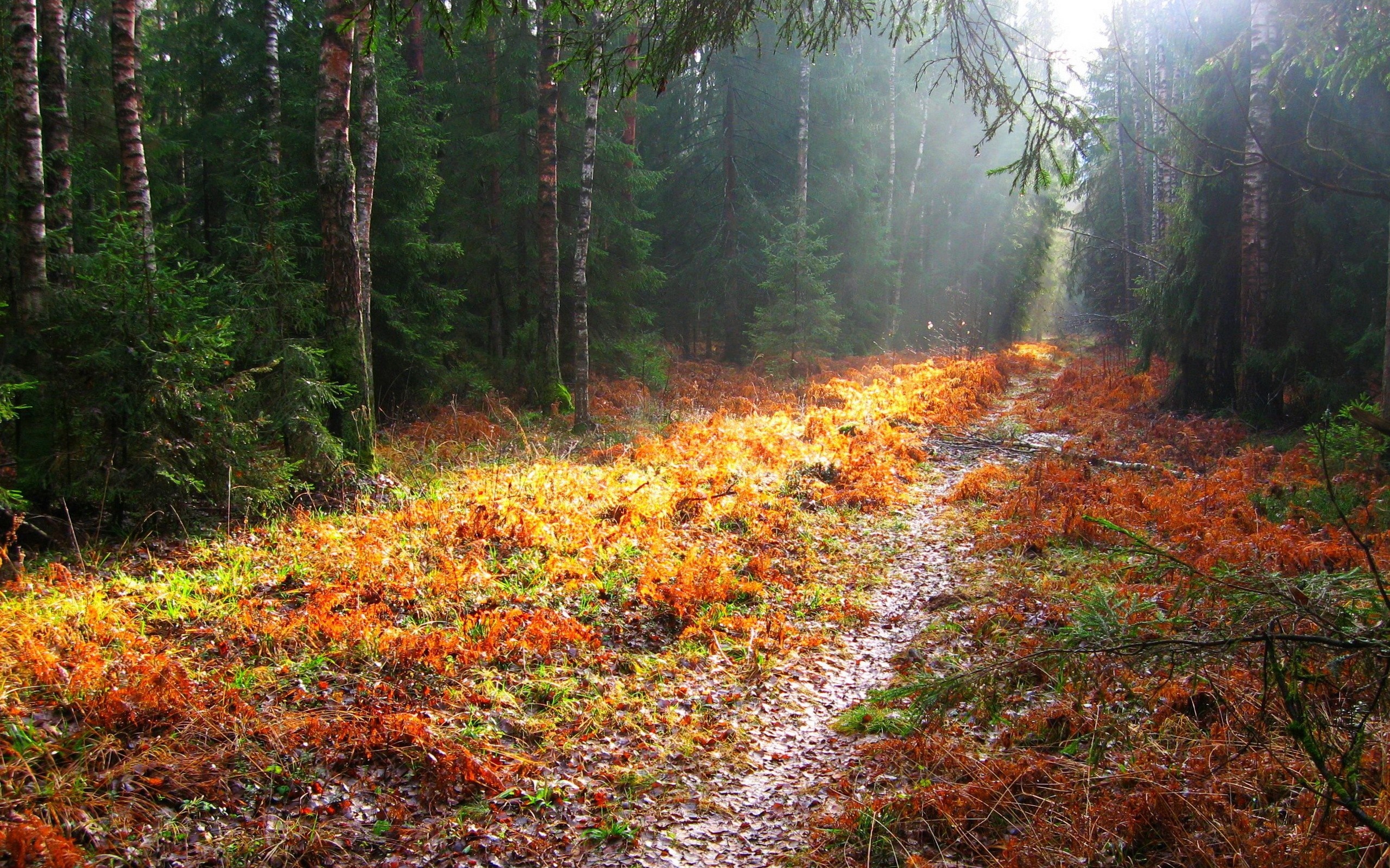 Sunlight on a forest path in autumn HD Wallpaper