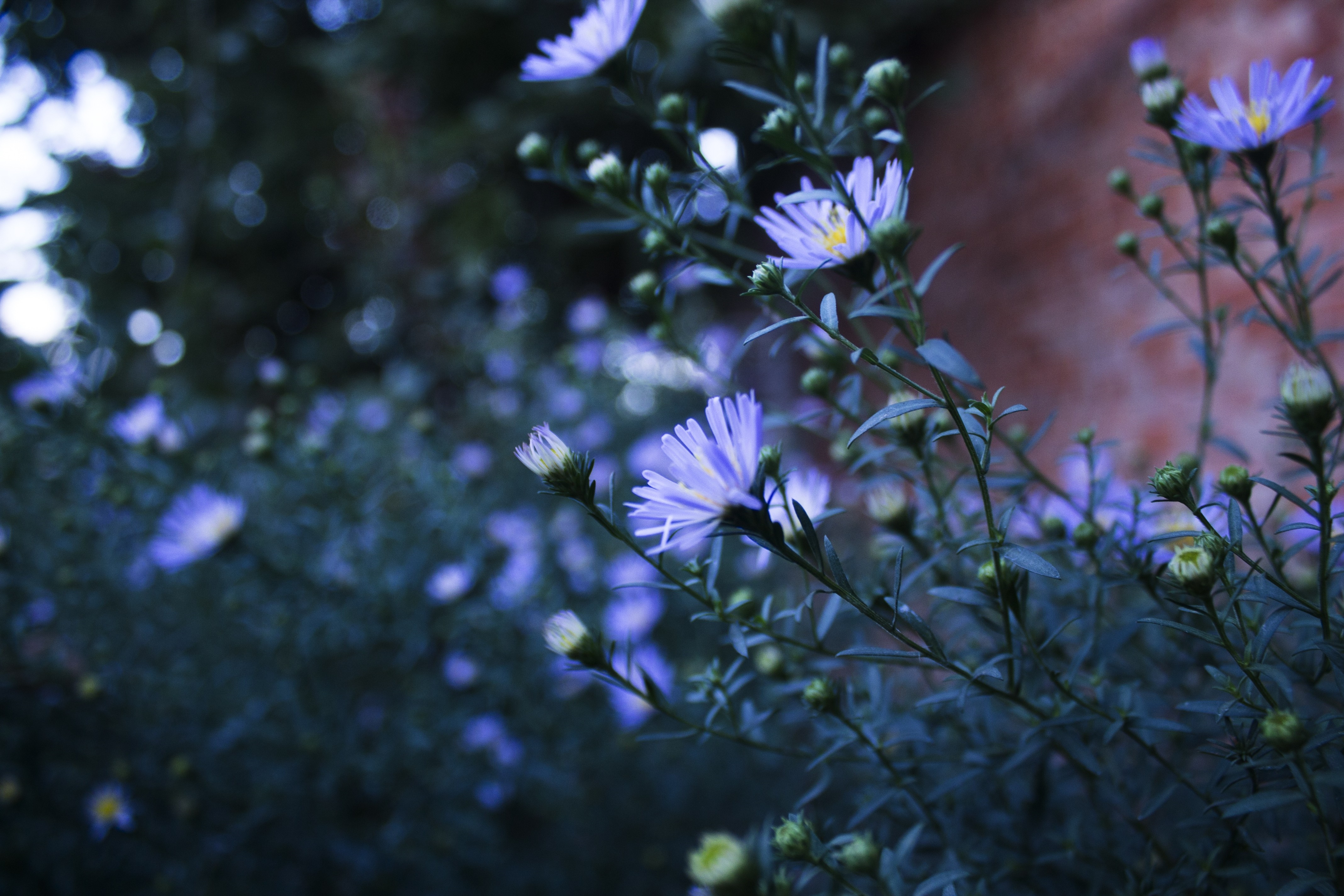 Blue Asters with Green Leaves and Buds HD Wallpaper