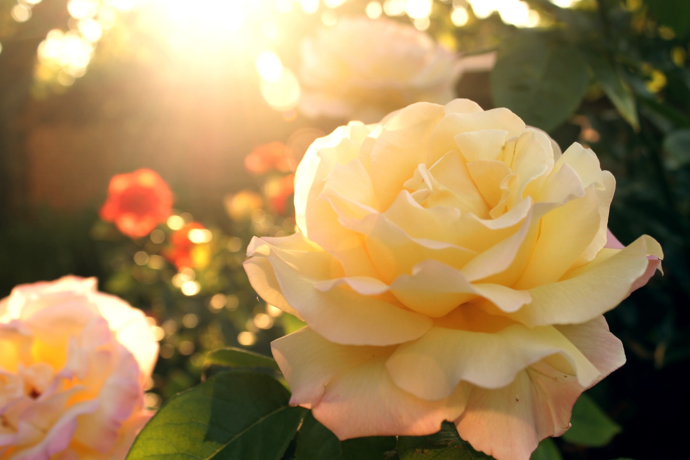 Yellow rose in sunlight HD Wallpaper