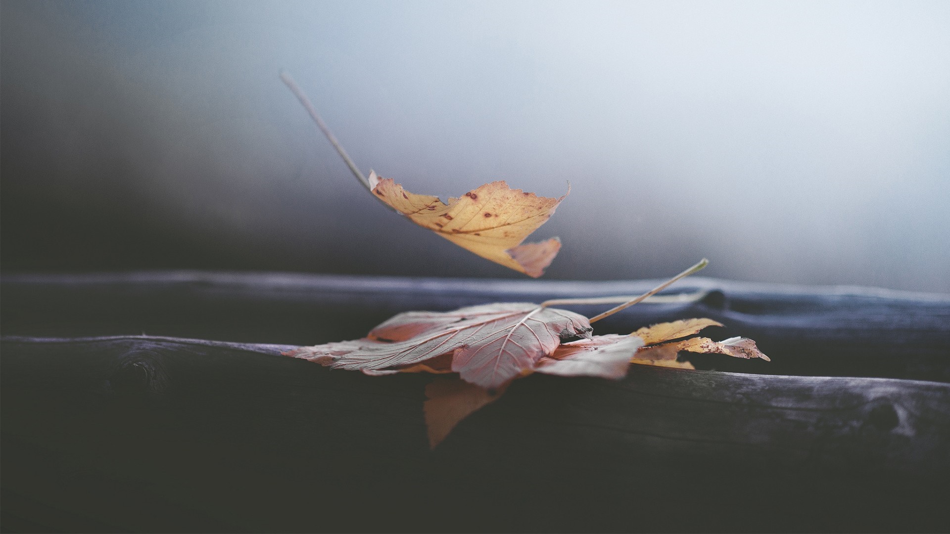 Autumn leaves falling on a wooden surface HD Wallpaper