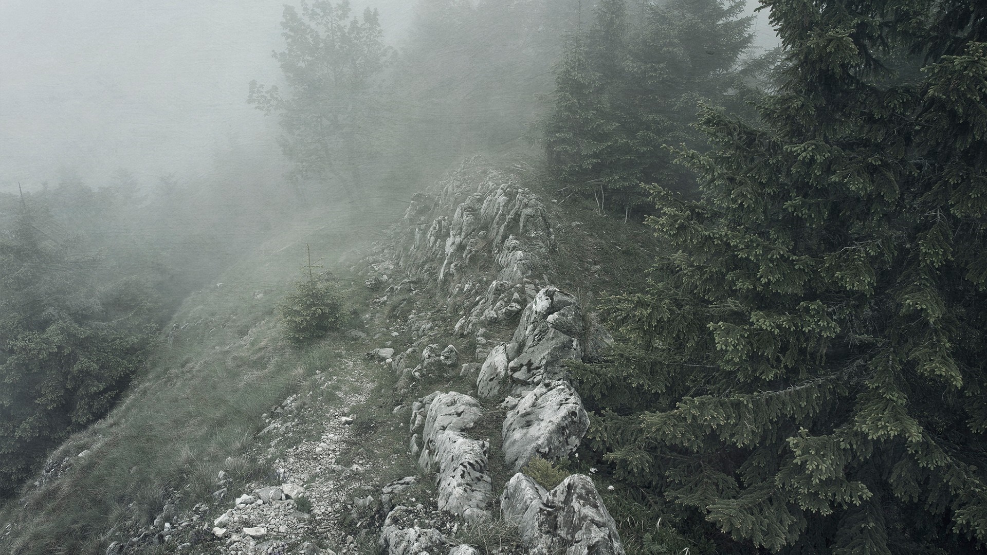 Misty mountain ridge with pine trees and rocks HD Wallpaper
