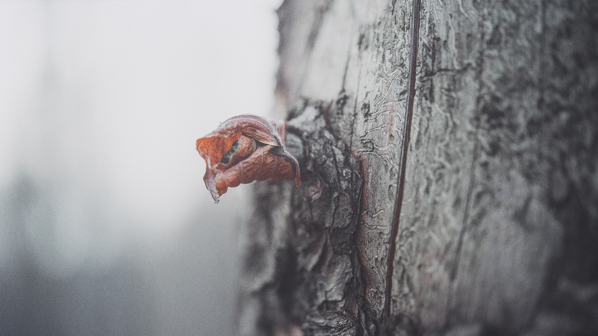 Close up of a frozen leaf on a tree trunk HD Wallpaper