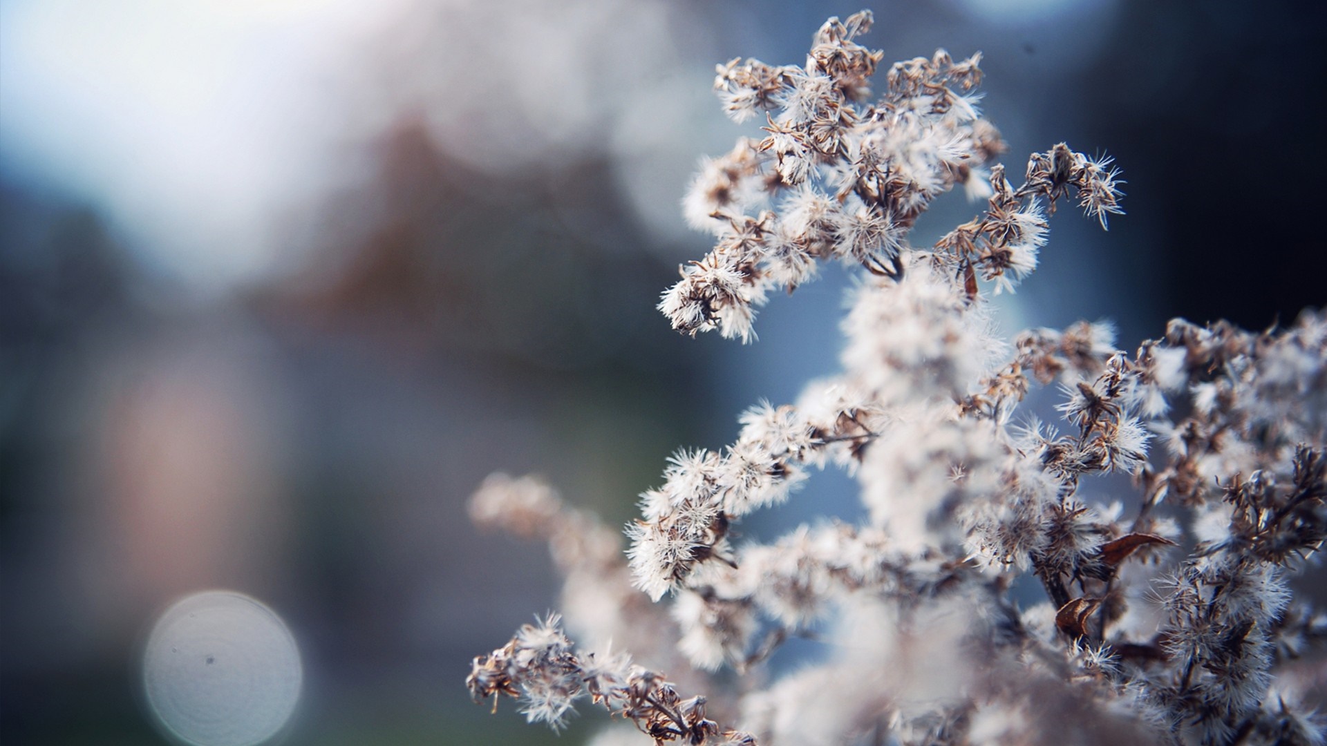 Close-up of dried plant with fluffy seeds in sunlight HD Wallpaper