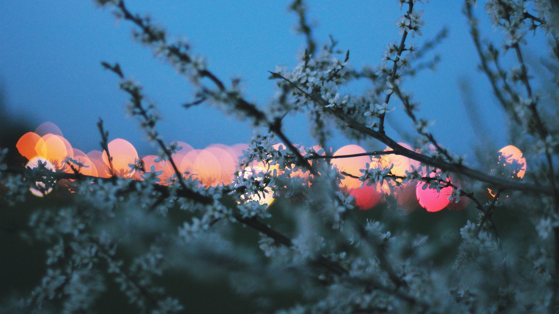 Blooming branches against a twilight sky with bokeh lights HD Wallpaper