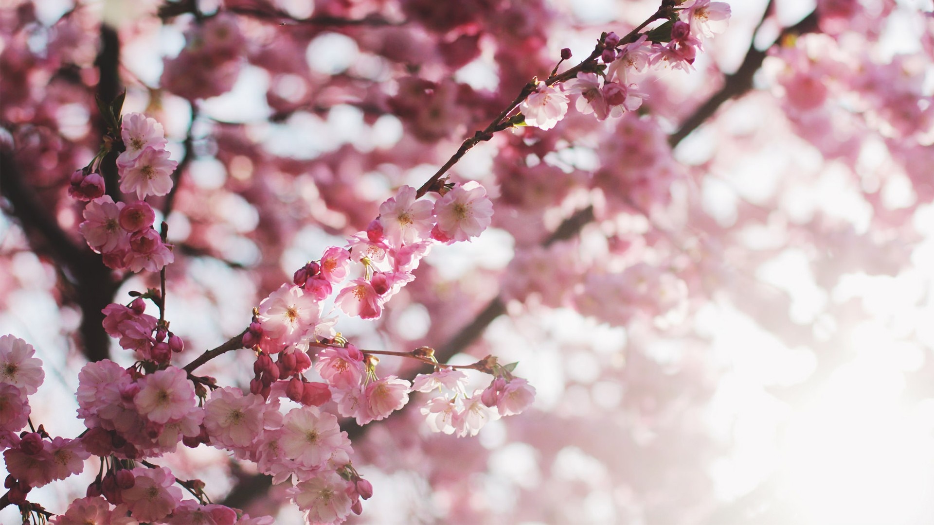 Close-up of pink cherry blossoms on a branch HD Wallpaper
