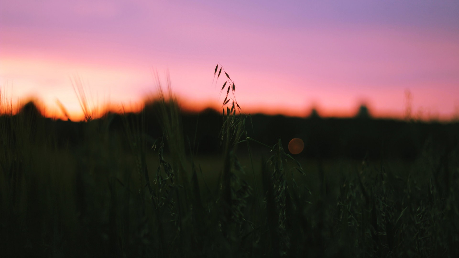 Field of grass at sunset with purple and orange sky HD Wallpaper