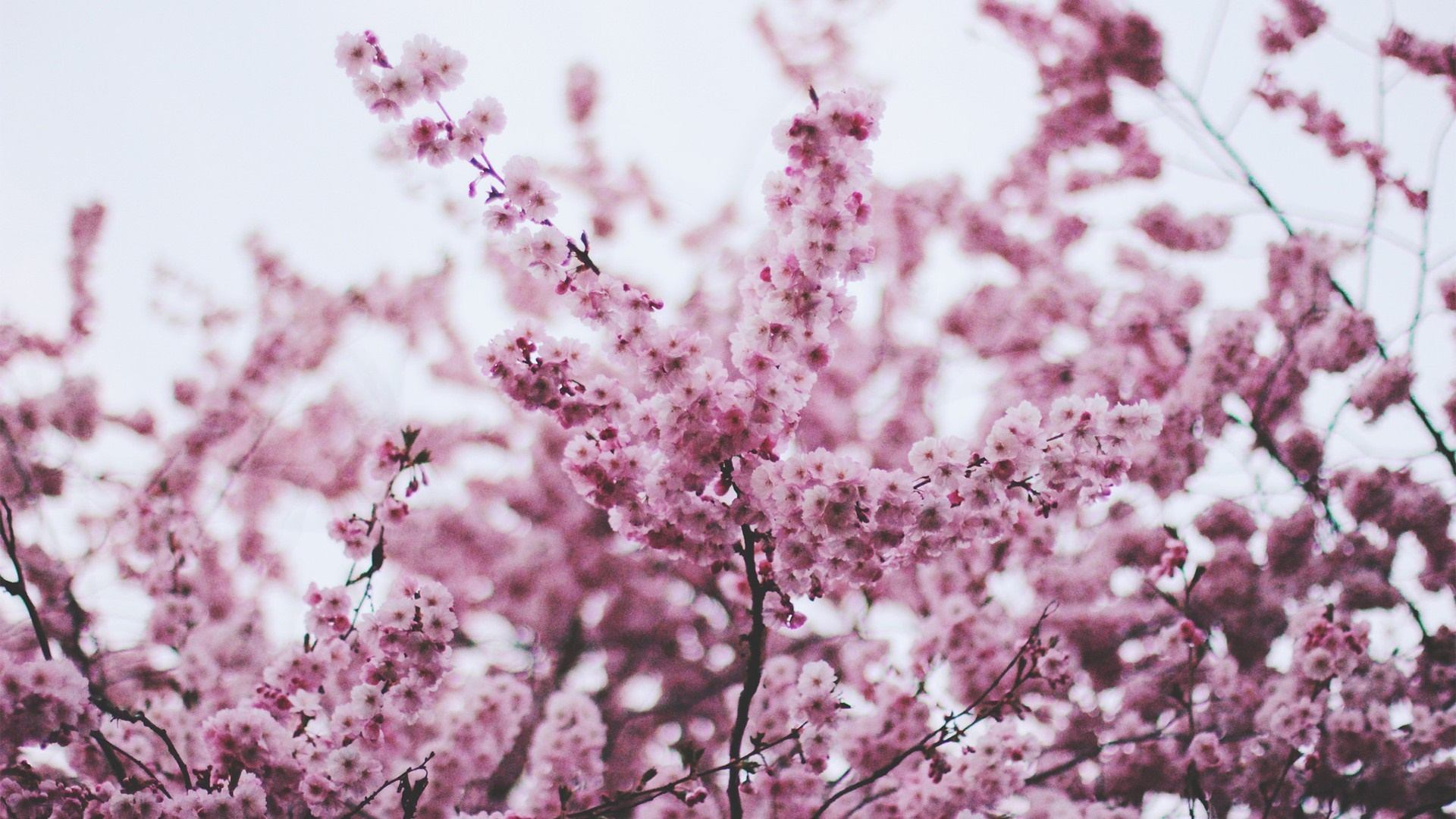Pink cherry blossoms on branches against a pale sky HD Wallpaper
