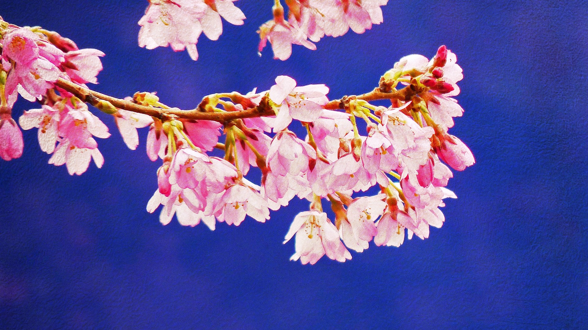 Pink cherry blossoms on a branch against a blue background HD Wallpaper