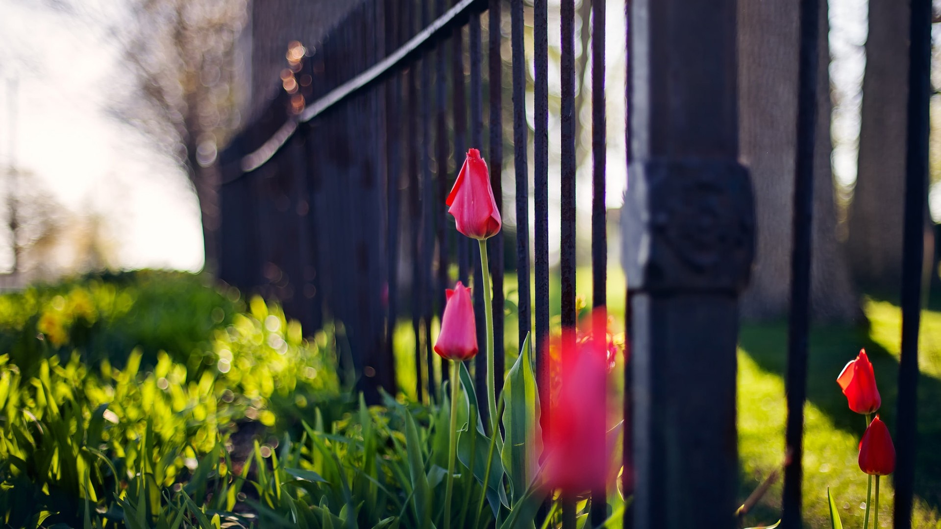 Pink tulips in front of a black fence with sunlight HD Wallpaper