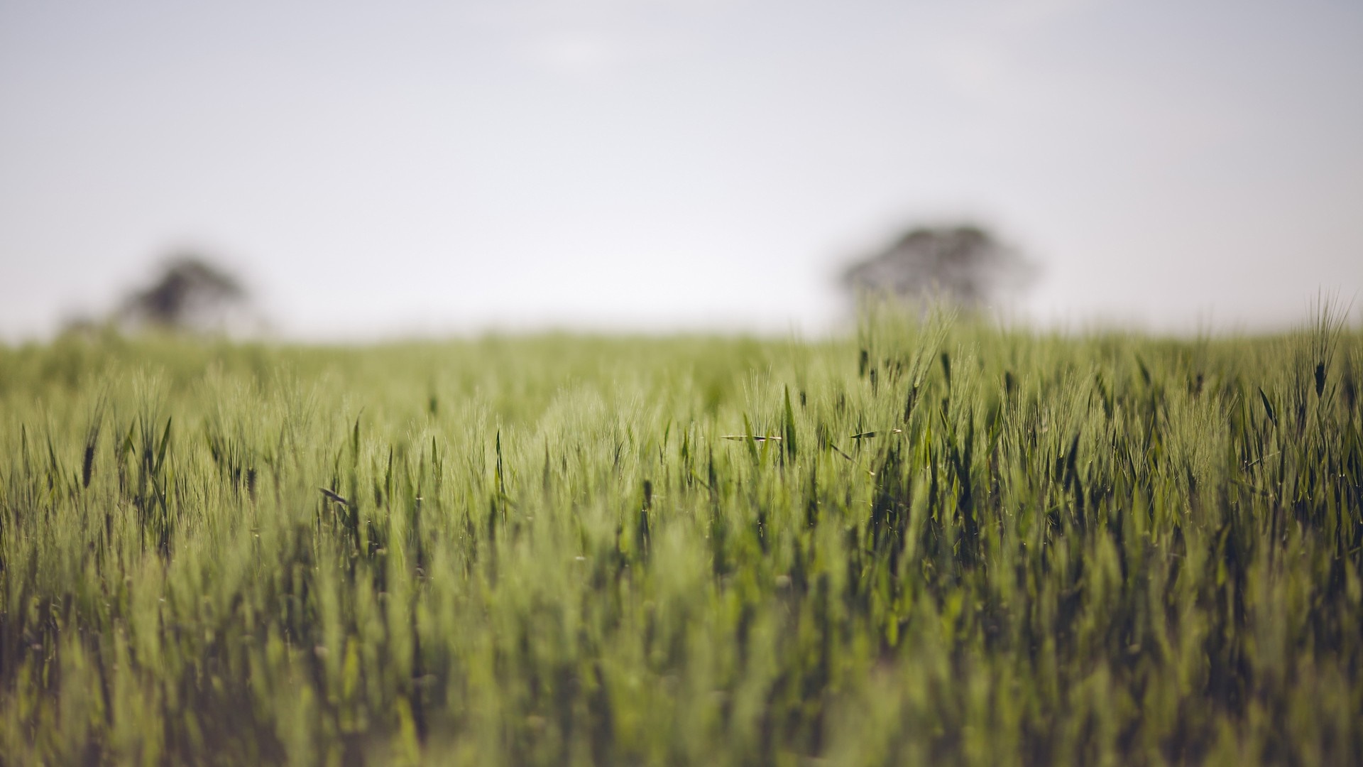 Green wheat field with trees in the distance HD Wallpaper