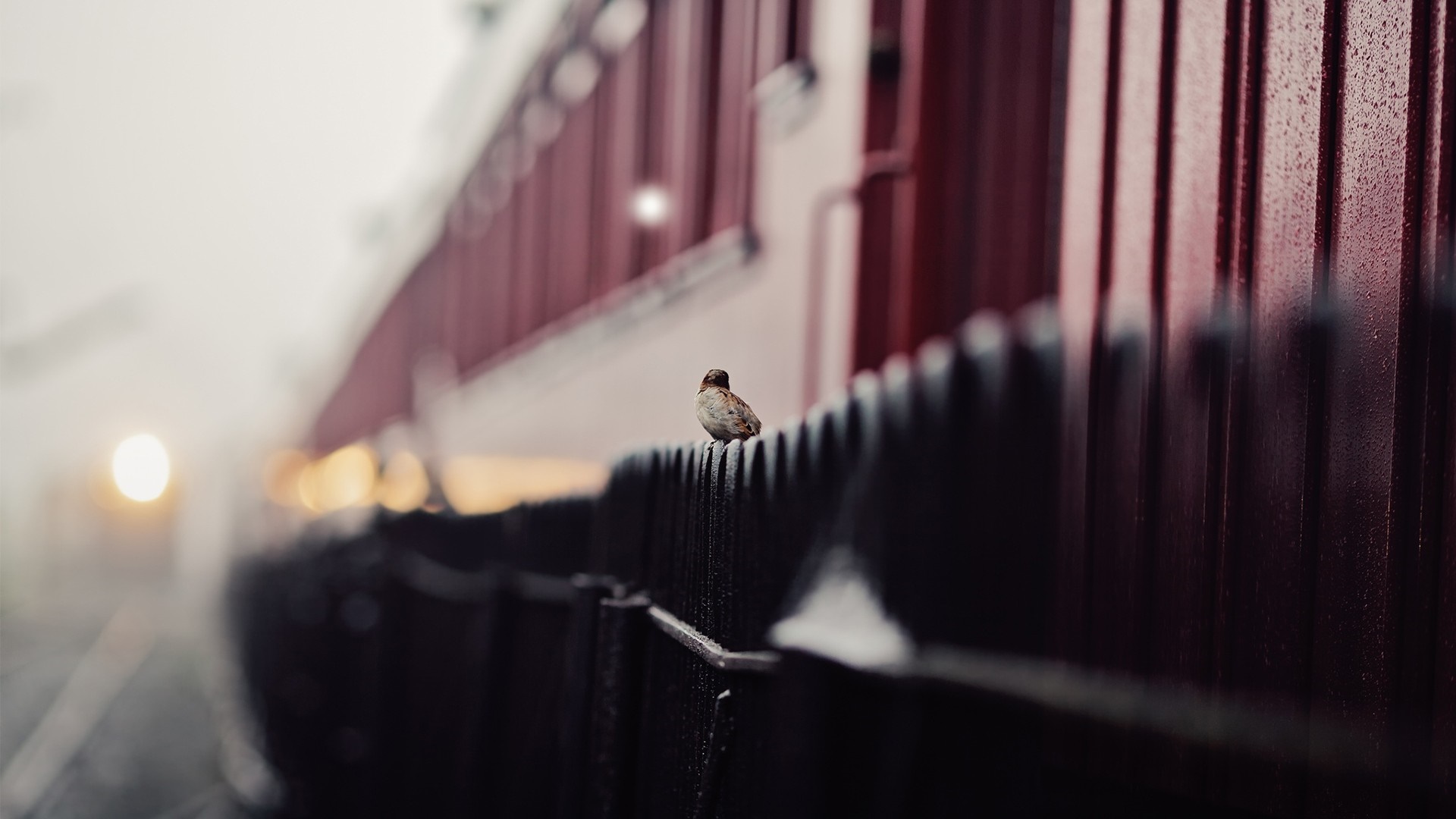 Sparrow perched on a fence next to a train HD Wallpaper