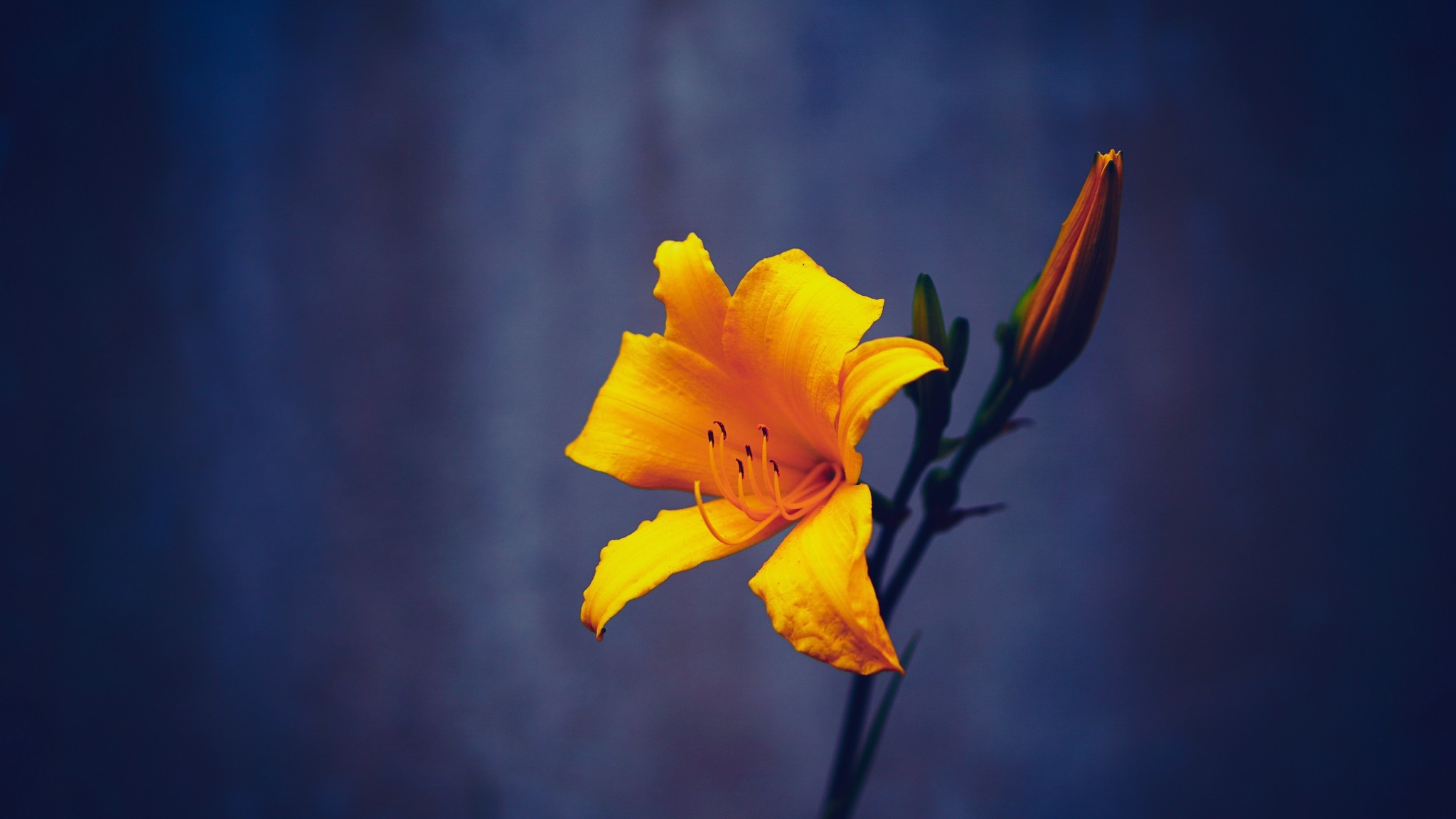 Yellow lily flower and bud on dark background HD Wallpaper