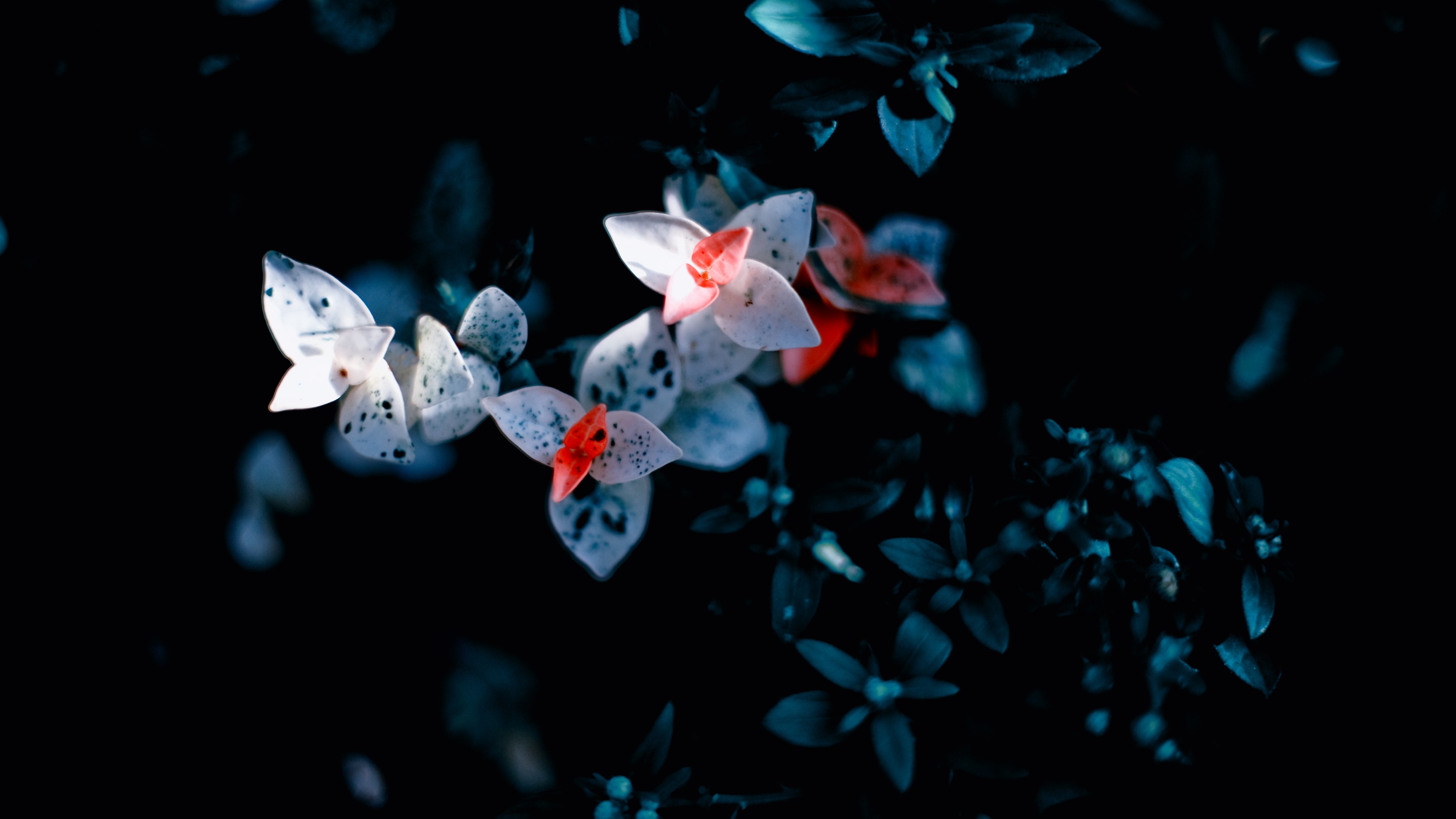 Macro photography of white and red flowers in darkness HD Wallpaper