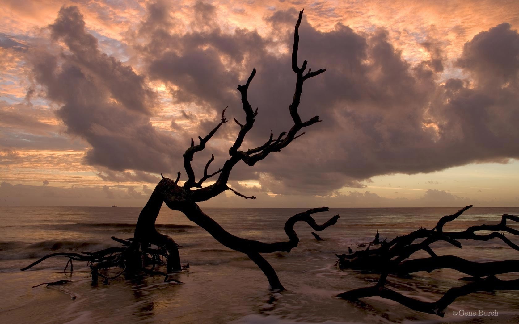 Silhouette of dead trees on a beach at sunset HD Wallpaper