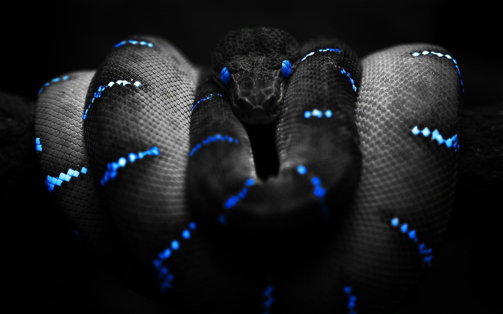Black snake with blue glowing patterns HD Wallpaper