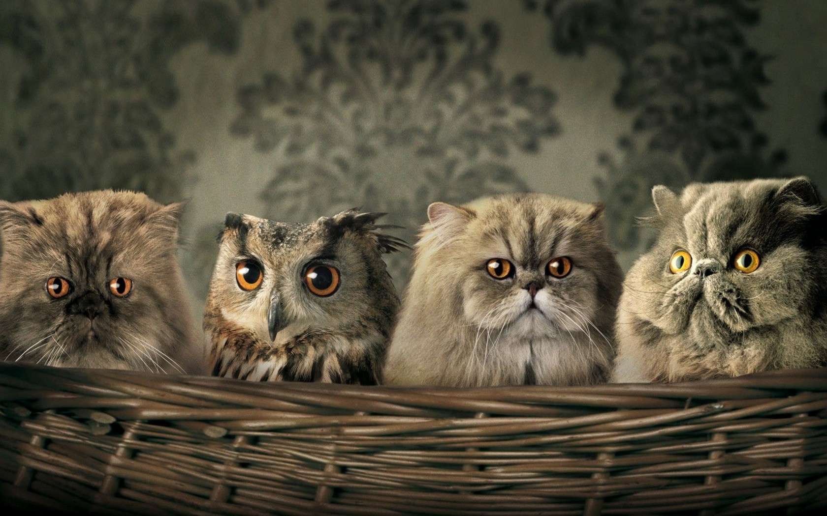 Four cats and an owl in a basket HD Wallpaper