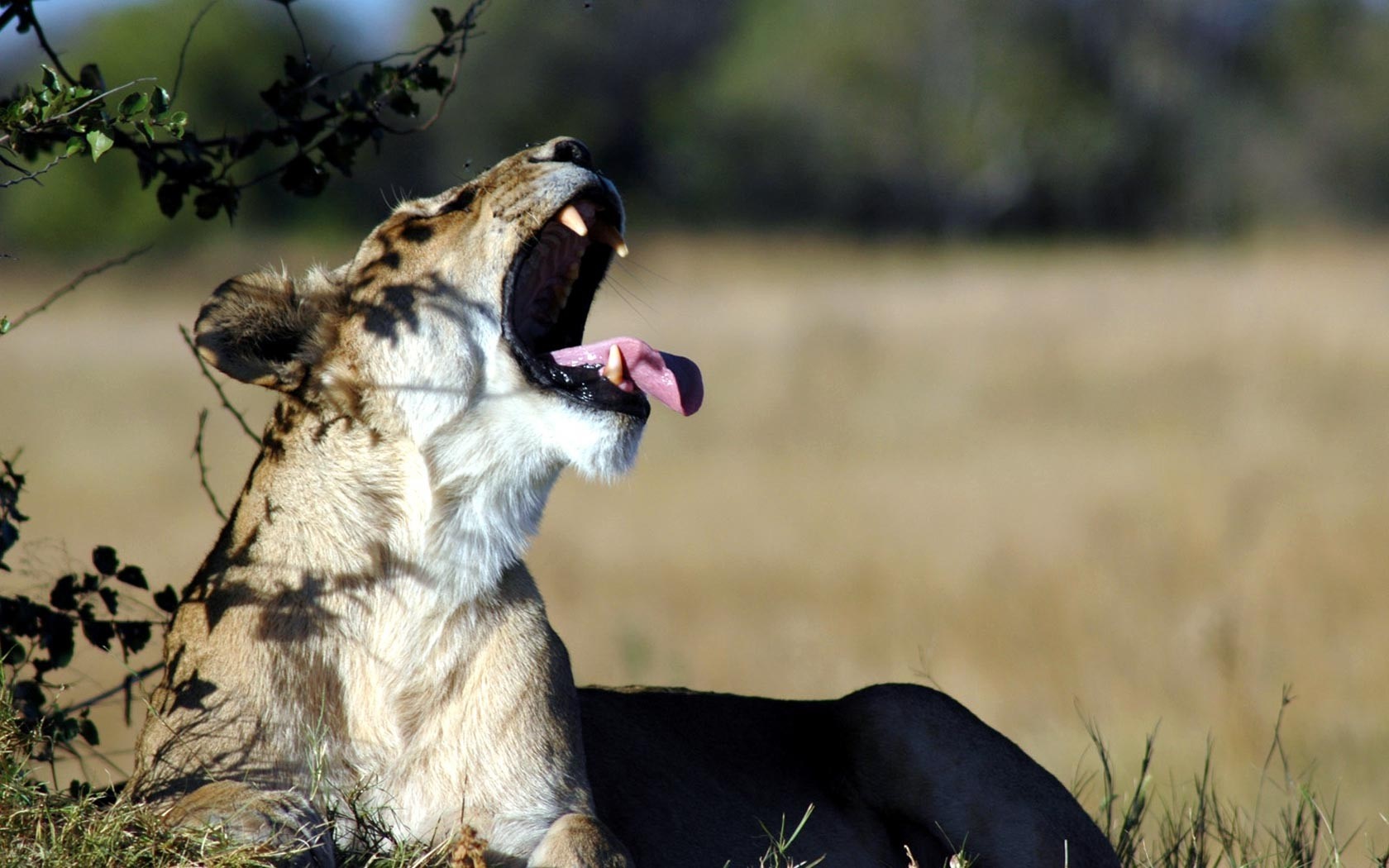 Lion yawning in the sun HD Wallpaper