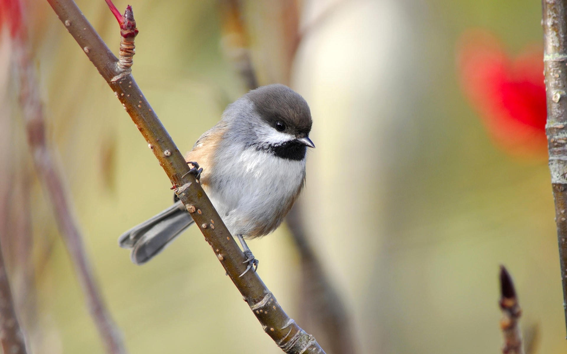 A small chickadee bird perched on a branch HD Wallpaper