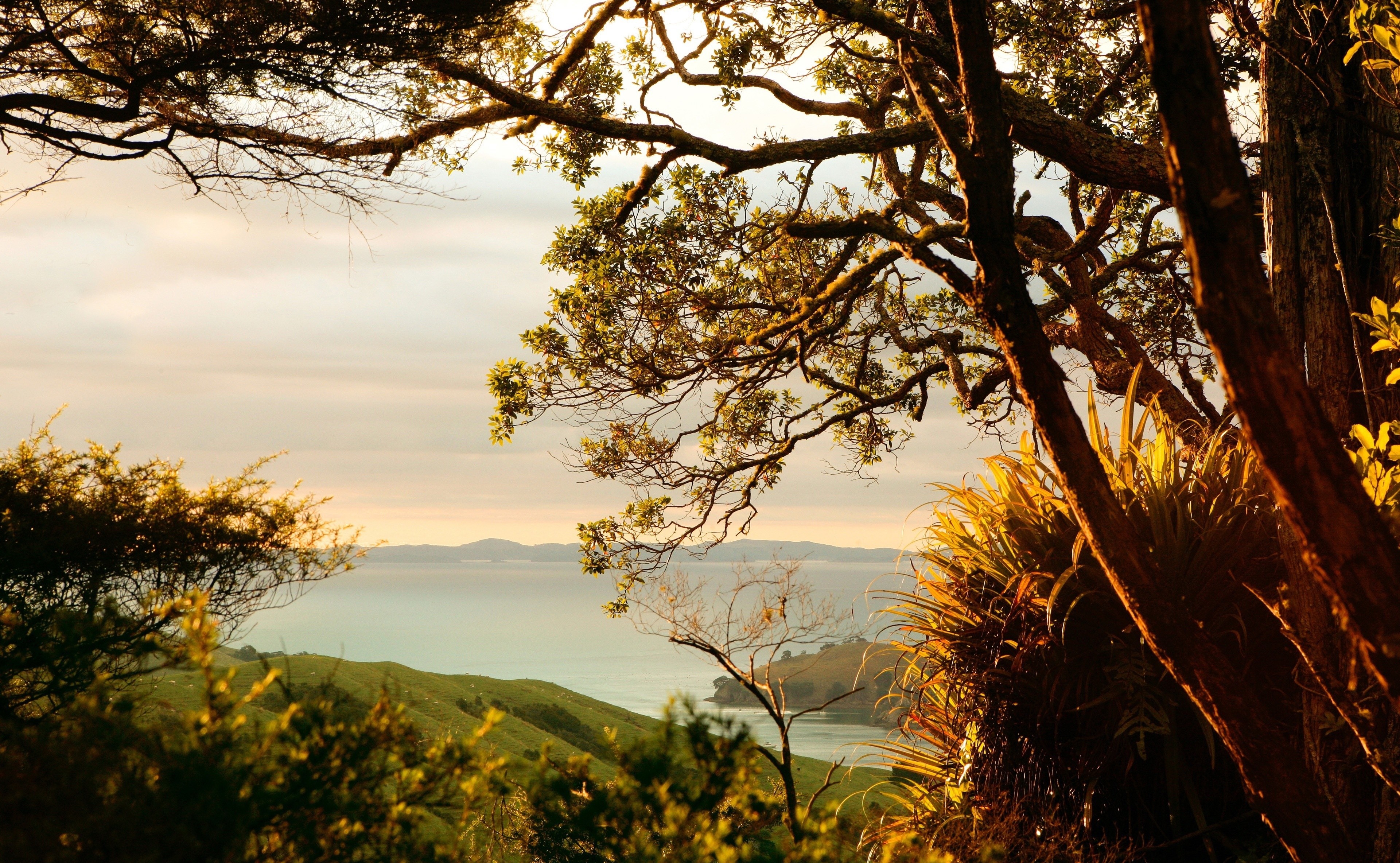Sunlight filtering through trees overlooking a bay at sunrise HD Wallpaper
