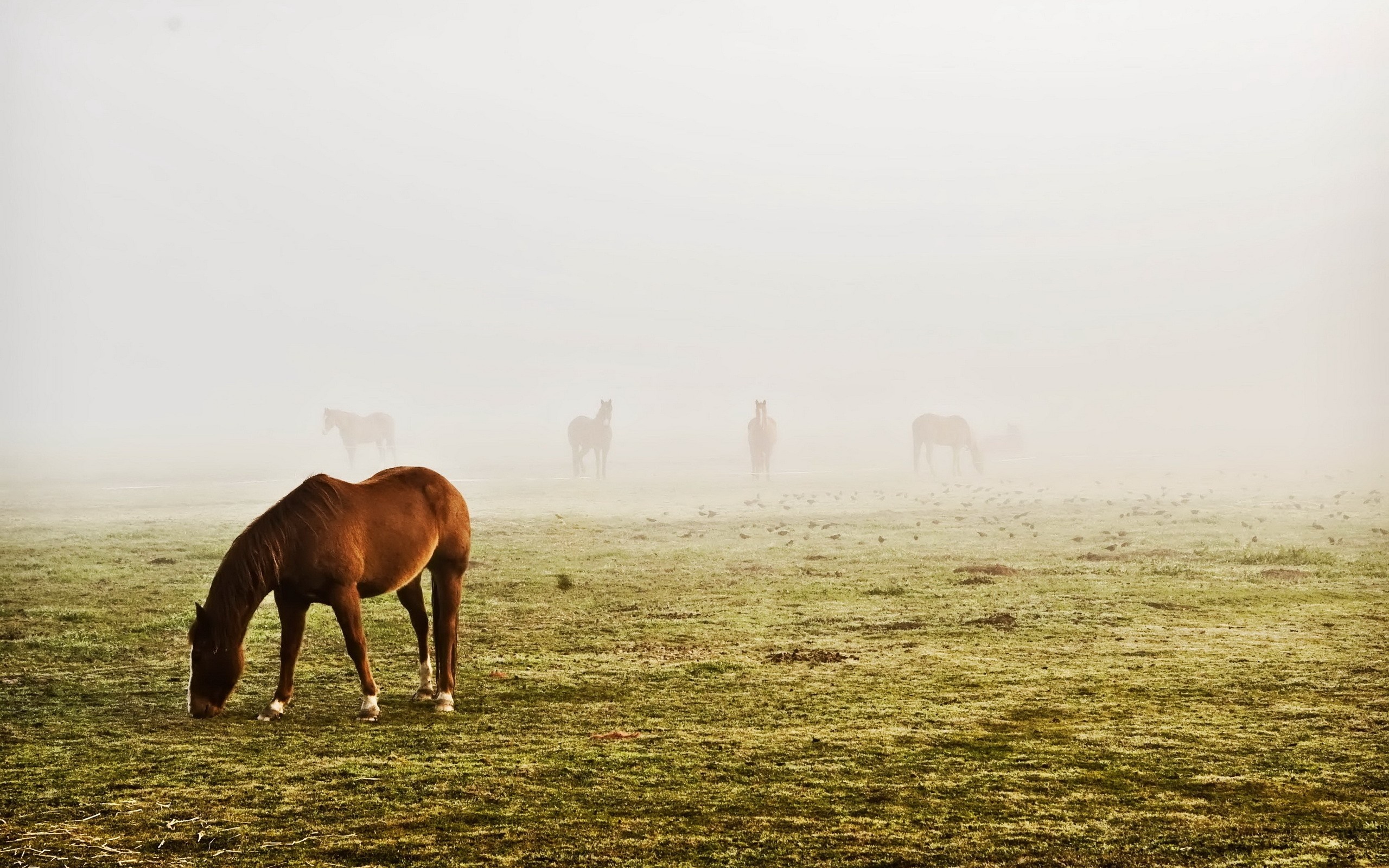 Horses grazing in a misty field at dawn HD Wallpaper