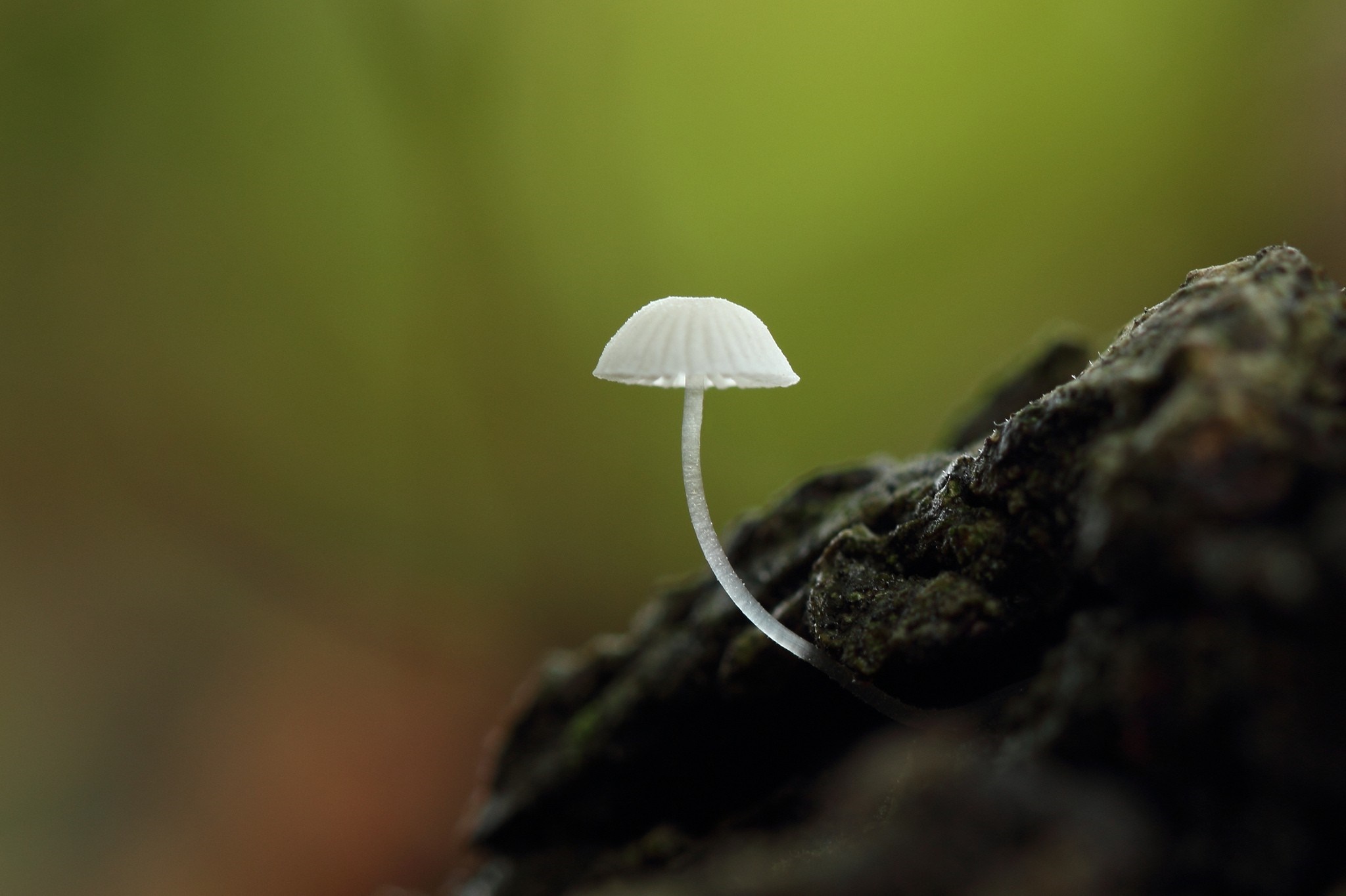 A tiny white mushroom on a dark log HD Wallpaper