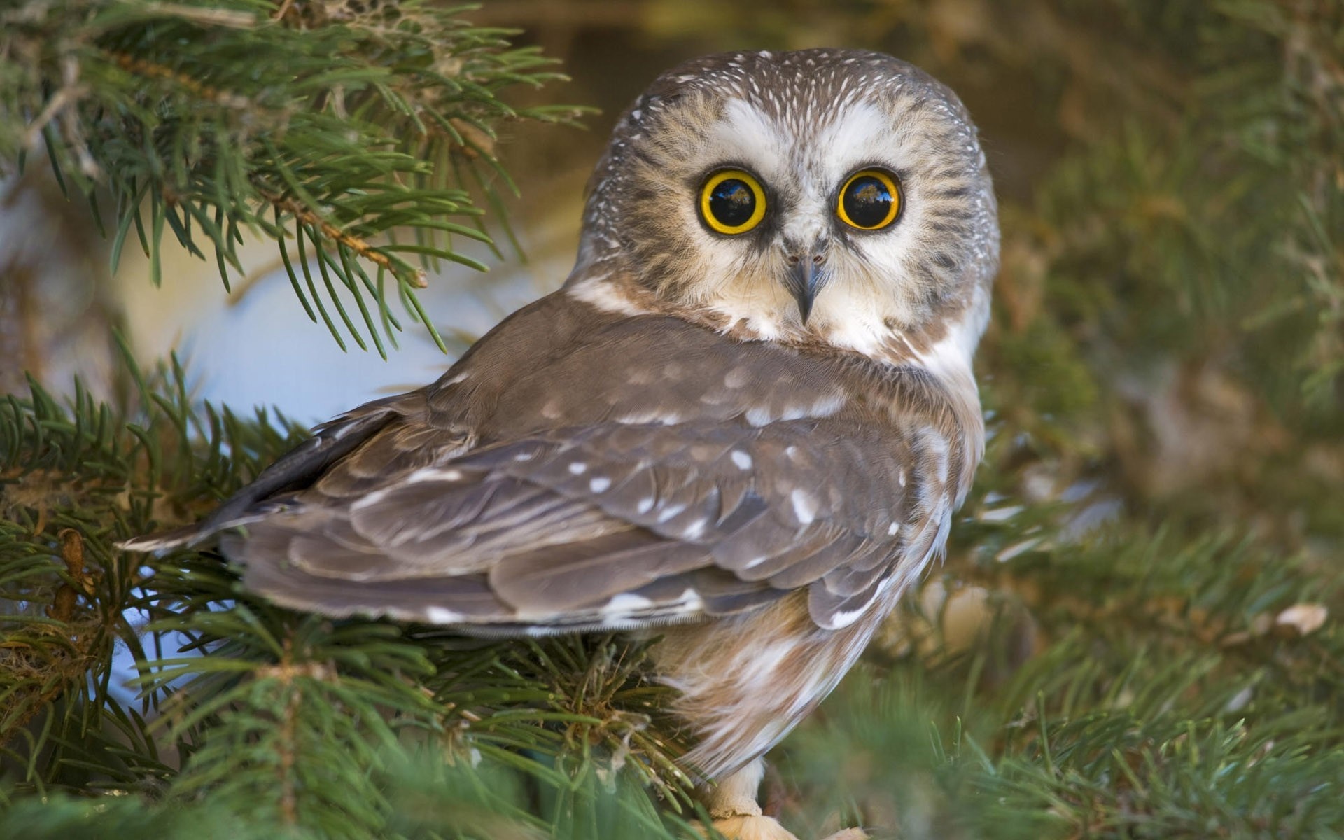 Northern Saw-whet owl perched on a pine tree branch HD Wallpaper