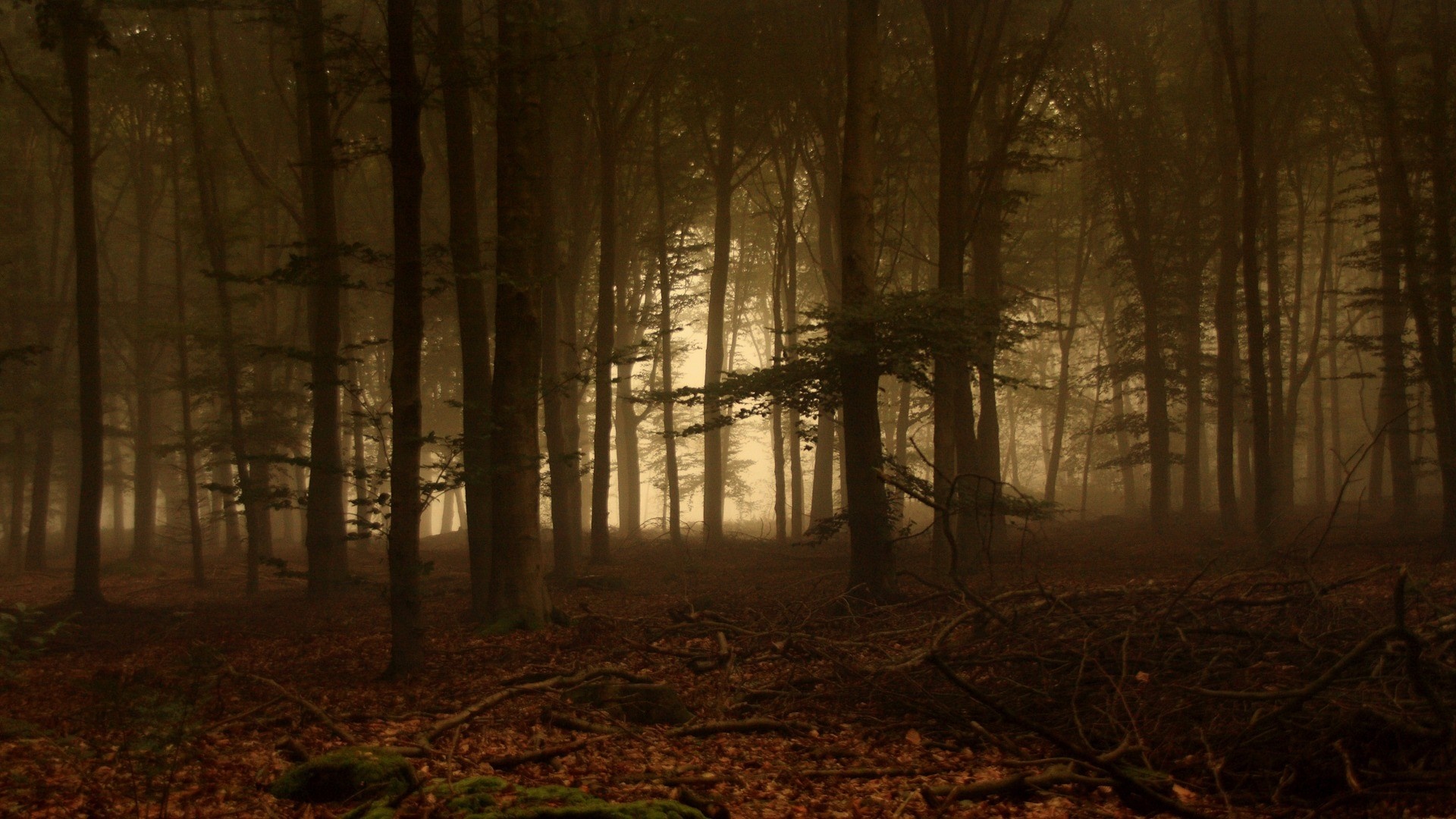 Misty forest with sunlight filtering through trees HD Wallpaper