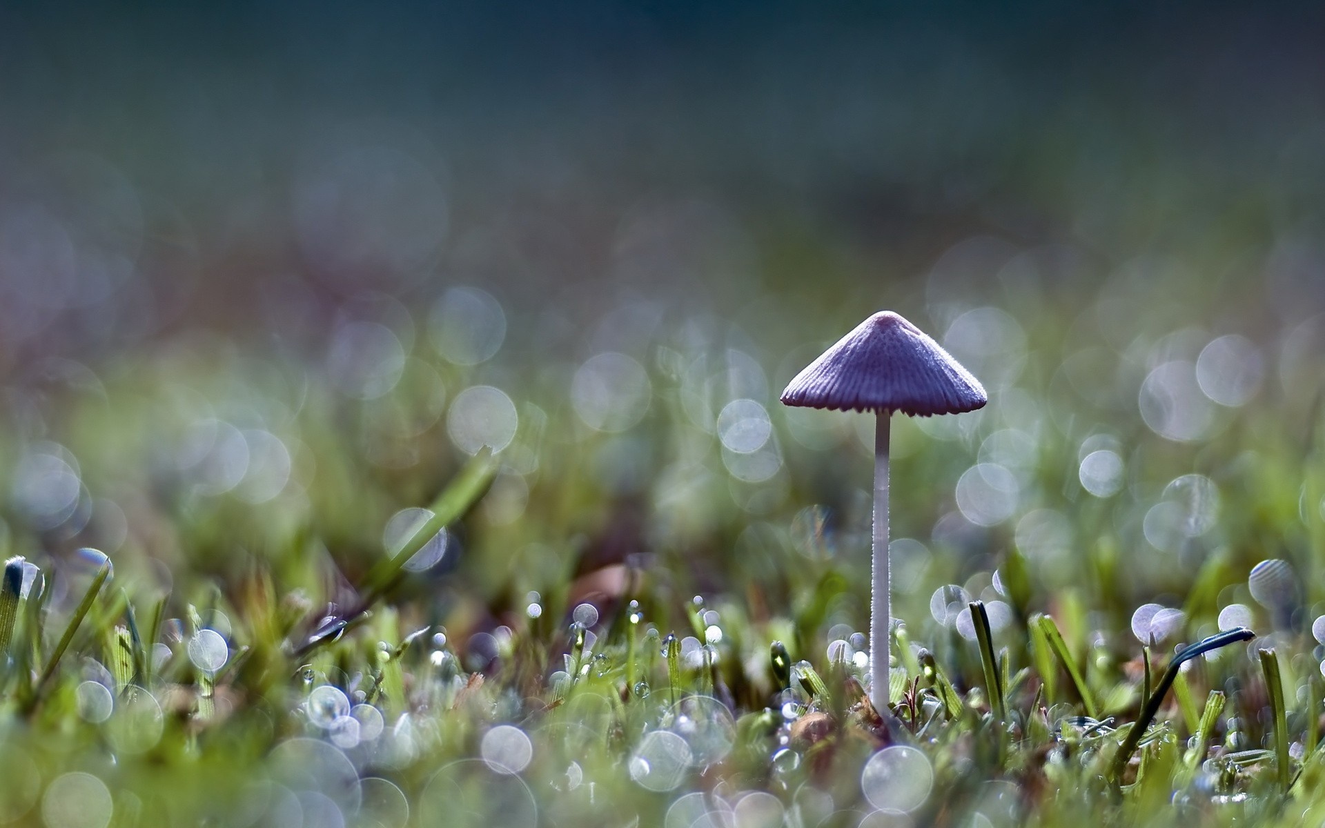 Mushroom with dew drops on grass HD Wallpaper