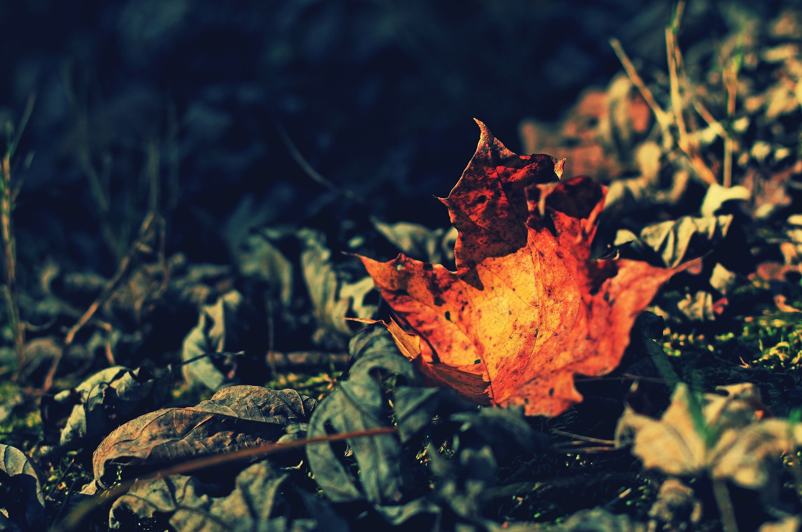 Close-up of an orange maple leaf on the forest floor HD Wallpaper