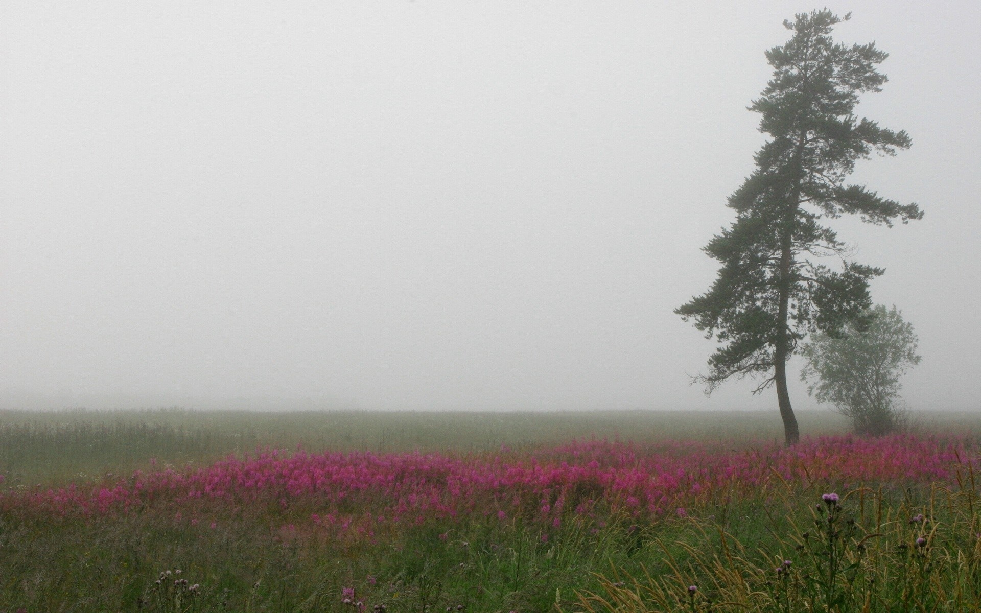 Misty field with pink flowers and a lone pine tree HD Wallpaper