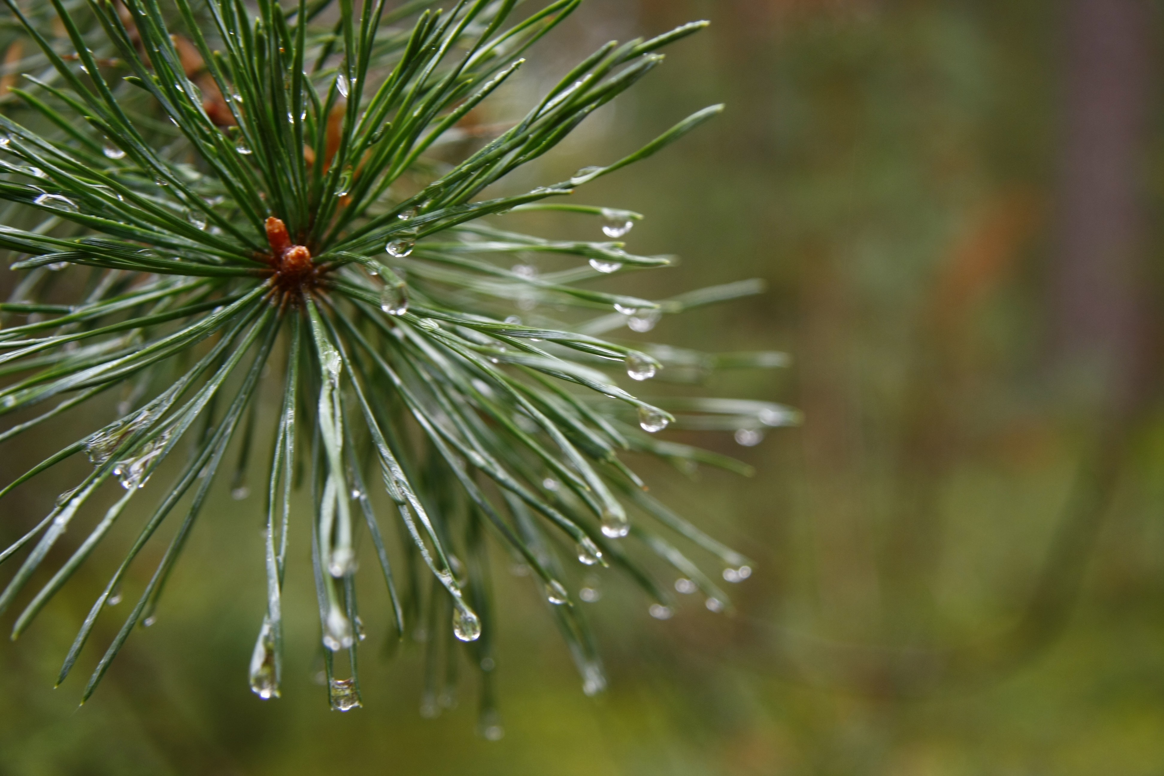 Pine needles with water droplets on a branch HD Wallpaper
