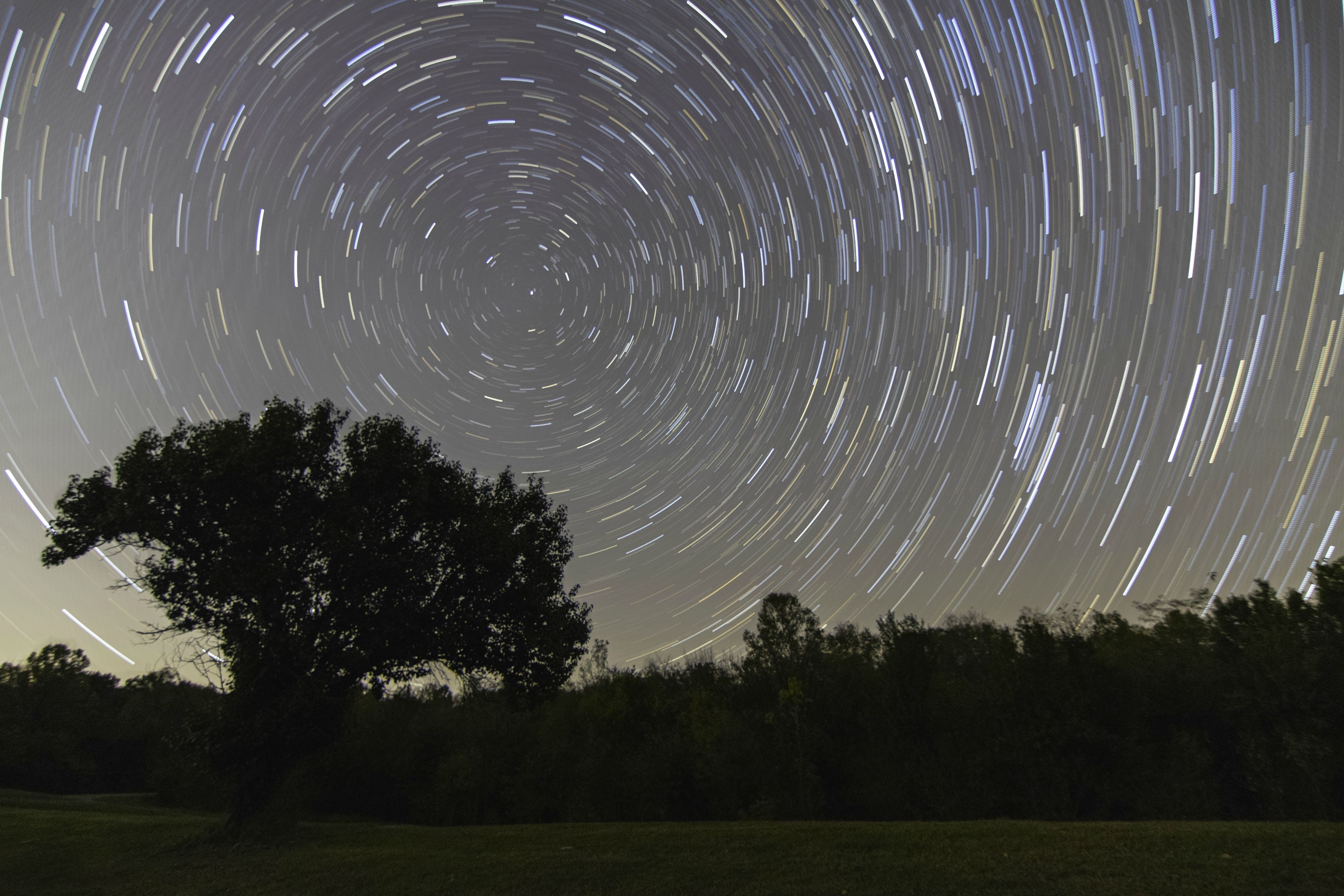 Star trails over a silhouetted tree and forest at night HD Wallpaper